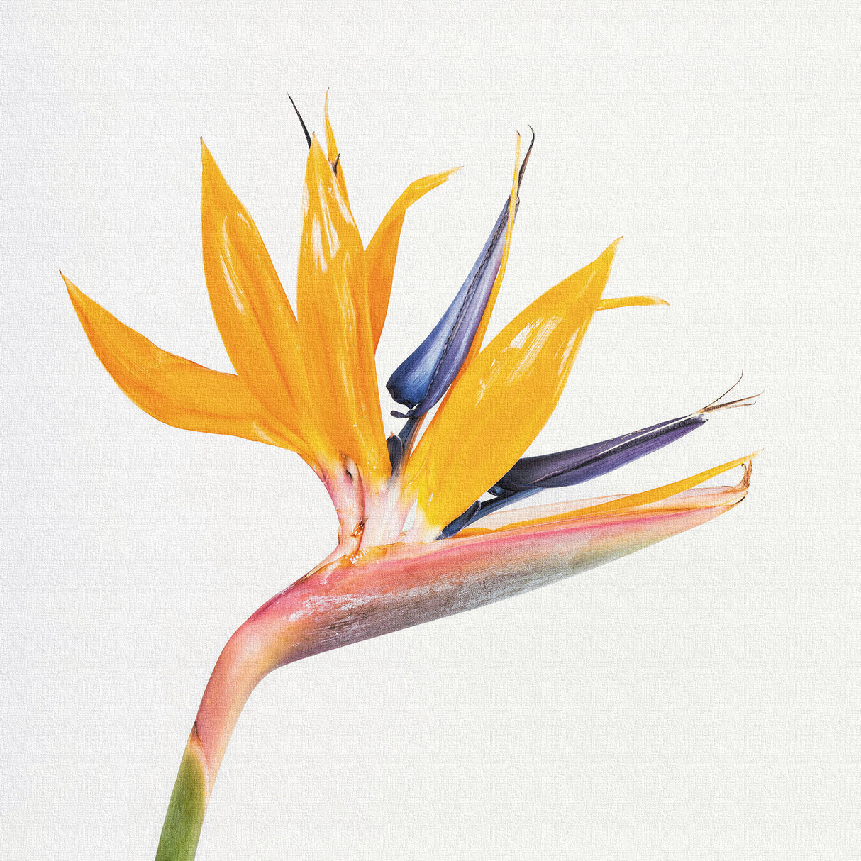 Malibu wall art interior goods art panel canvas popa-1803-021