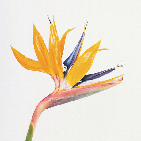 Malibu wall art interior goods art panel canvas popa-1803-021