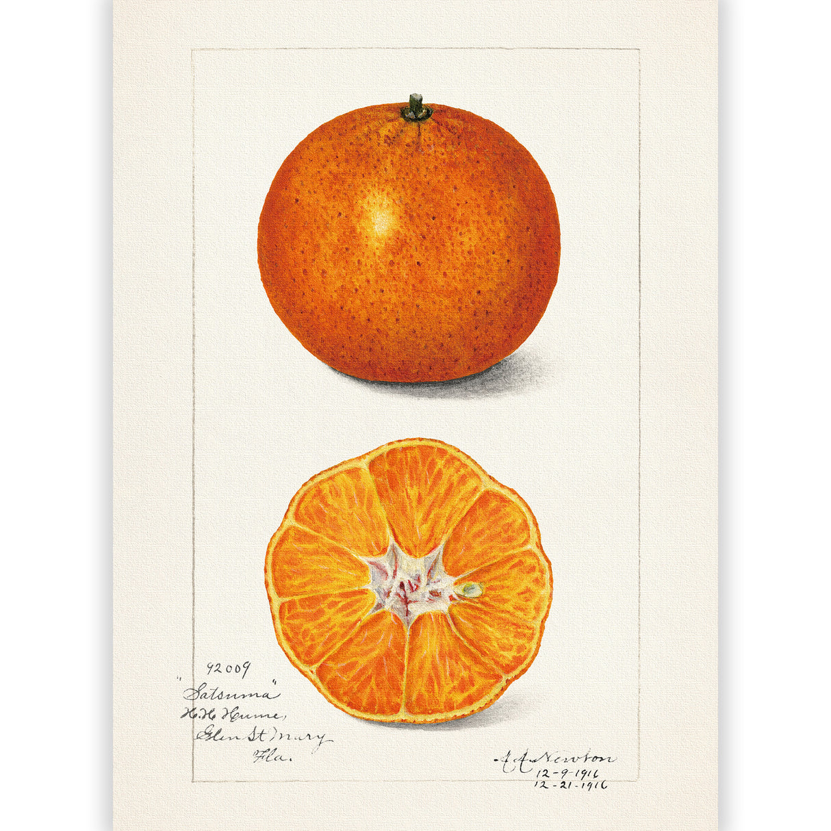 オレンジのもつ瑞々しいエネルギー