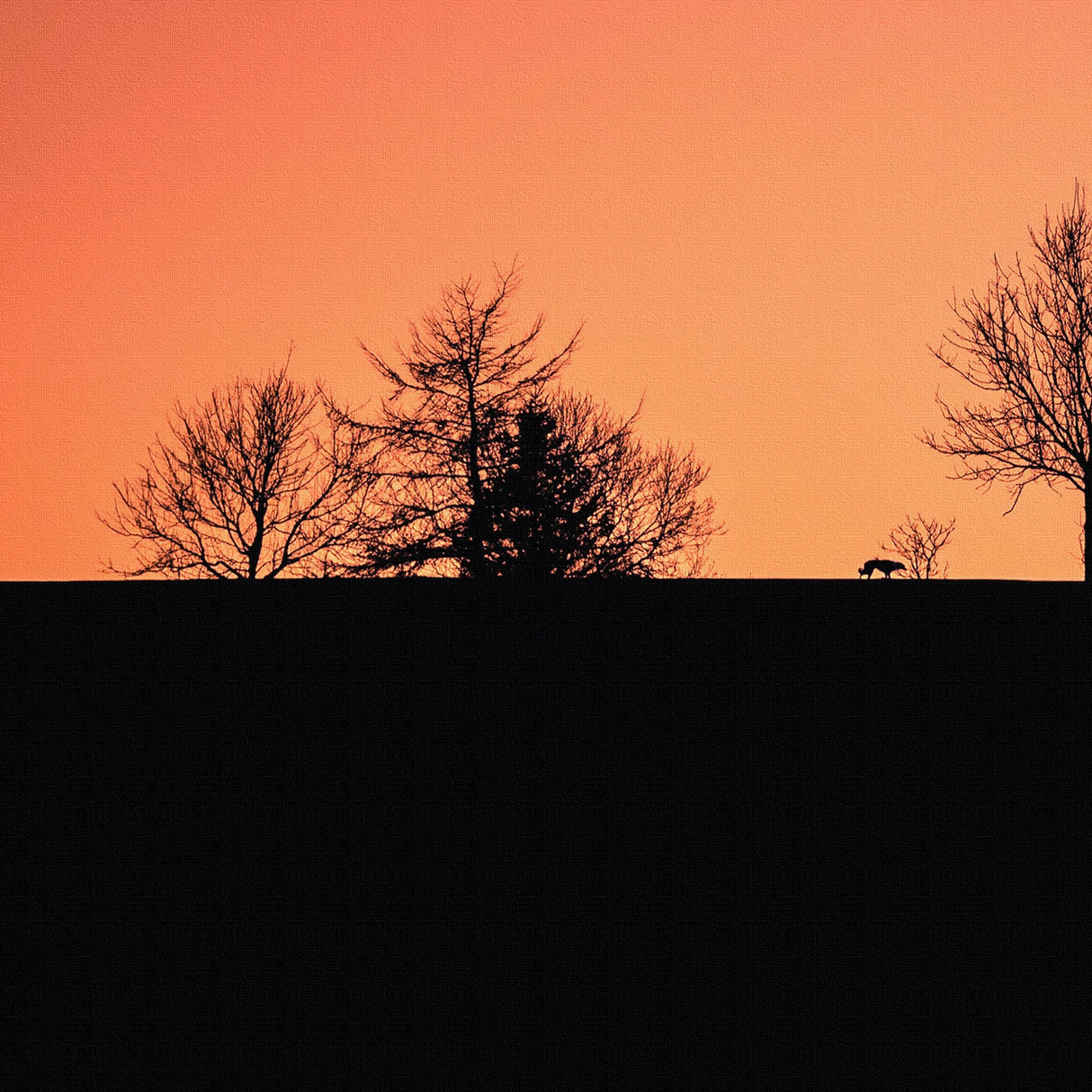 安心感とエネルギーを与える色彩 | 夕暮れの輪郭 – Silhouette at Dusk