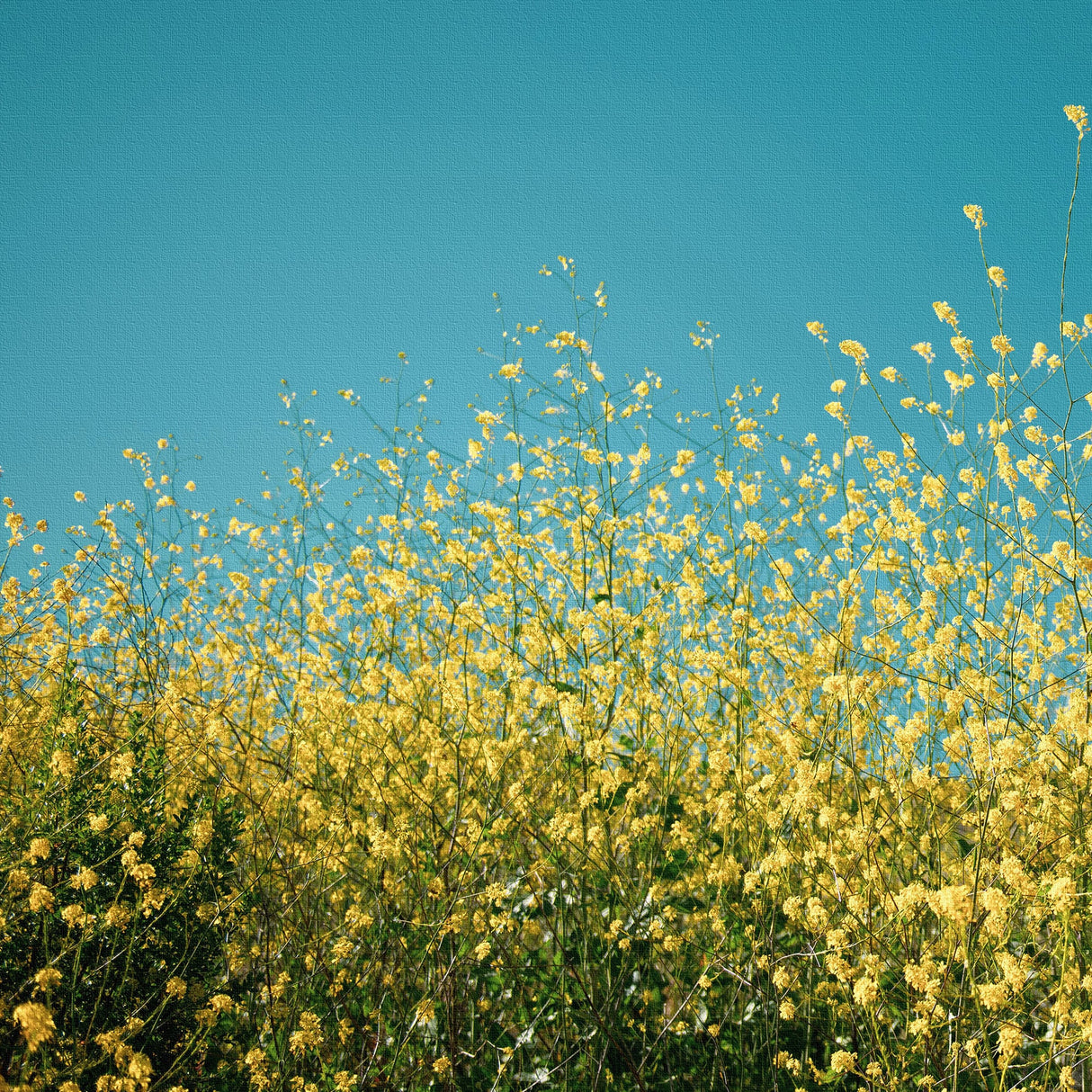 気持ちをぱっと明るく切り替えるスイッチ | 空と花のアートセット