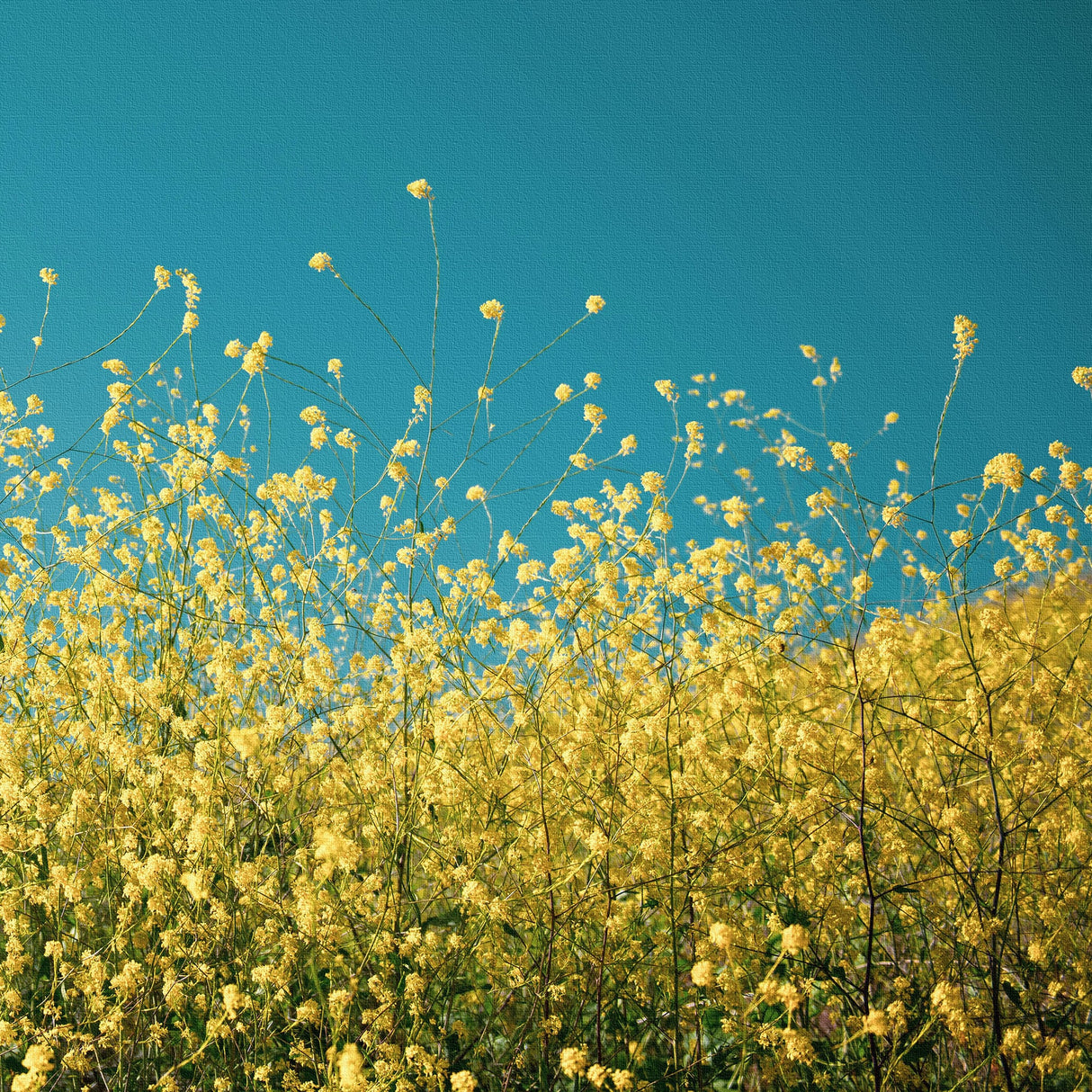 気持ちをぱっと明るく切り替えるスイッチ | 空と花のアートセット