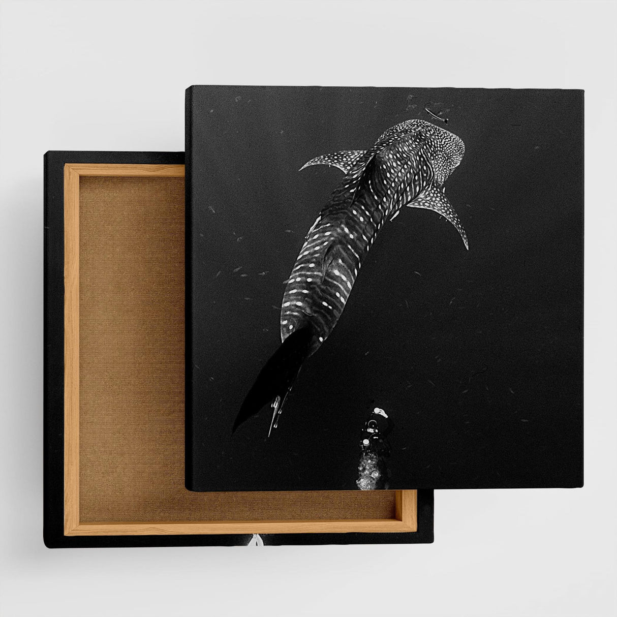 楠哲也氏が撮影したインテリア小物|水中 壁掛け アート kus-0001 - ArtDeli. アートパネル専門店