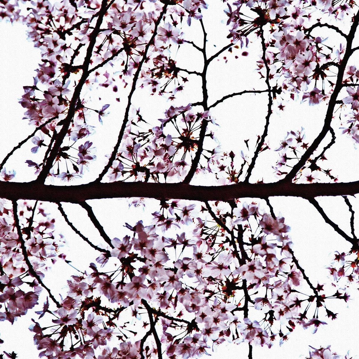 秦義之のファブリックパネル|花 アート 雑貨 hat-0005 - ArtDeli. アートパネル専門店