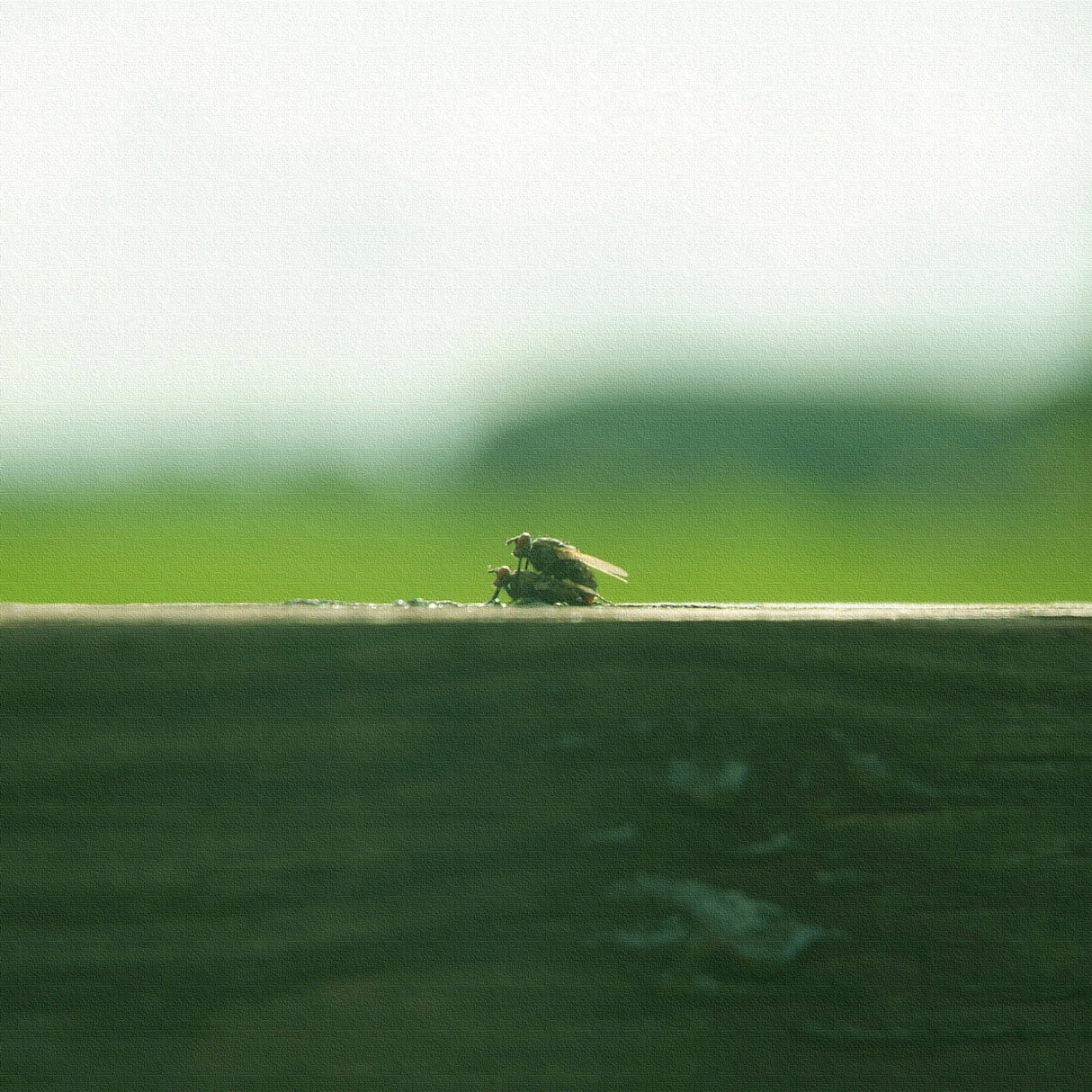 秦義之のファブリックパネル ウォールデコ インテリア hat-0026 - ArtDeli. アートパネル専門店