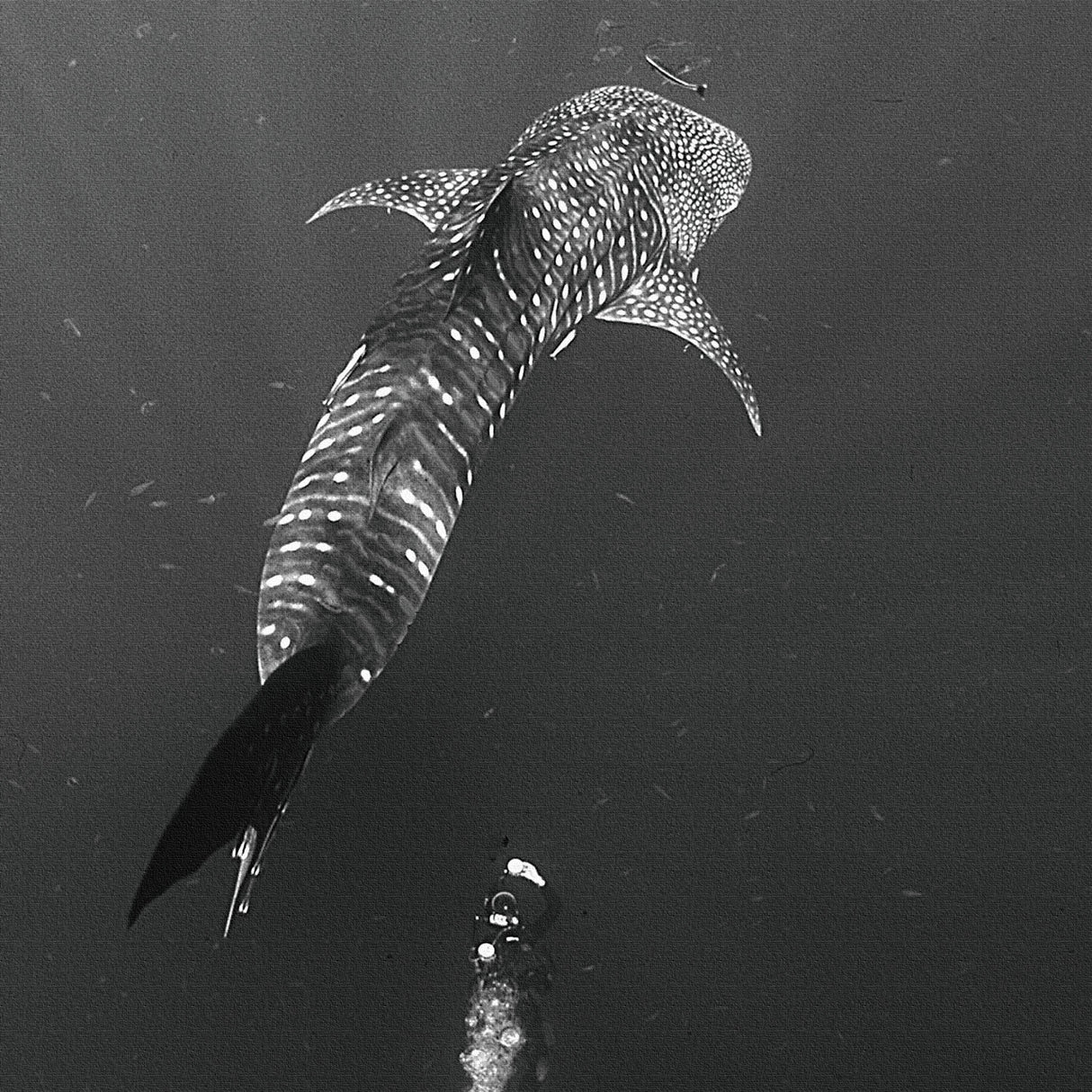 楠哲也氏が撮影したインテリア小物|水中 壁掛け アート kus-0001 - ArtDeli. アートパネル専門店