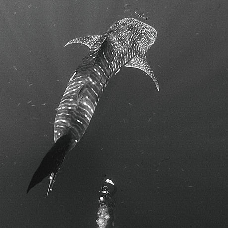 楠哲也氏が撮影したインテリア小物|水中 壁掛け アート kus-0001 - ArtDeli. アートパネル専門店