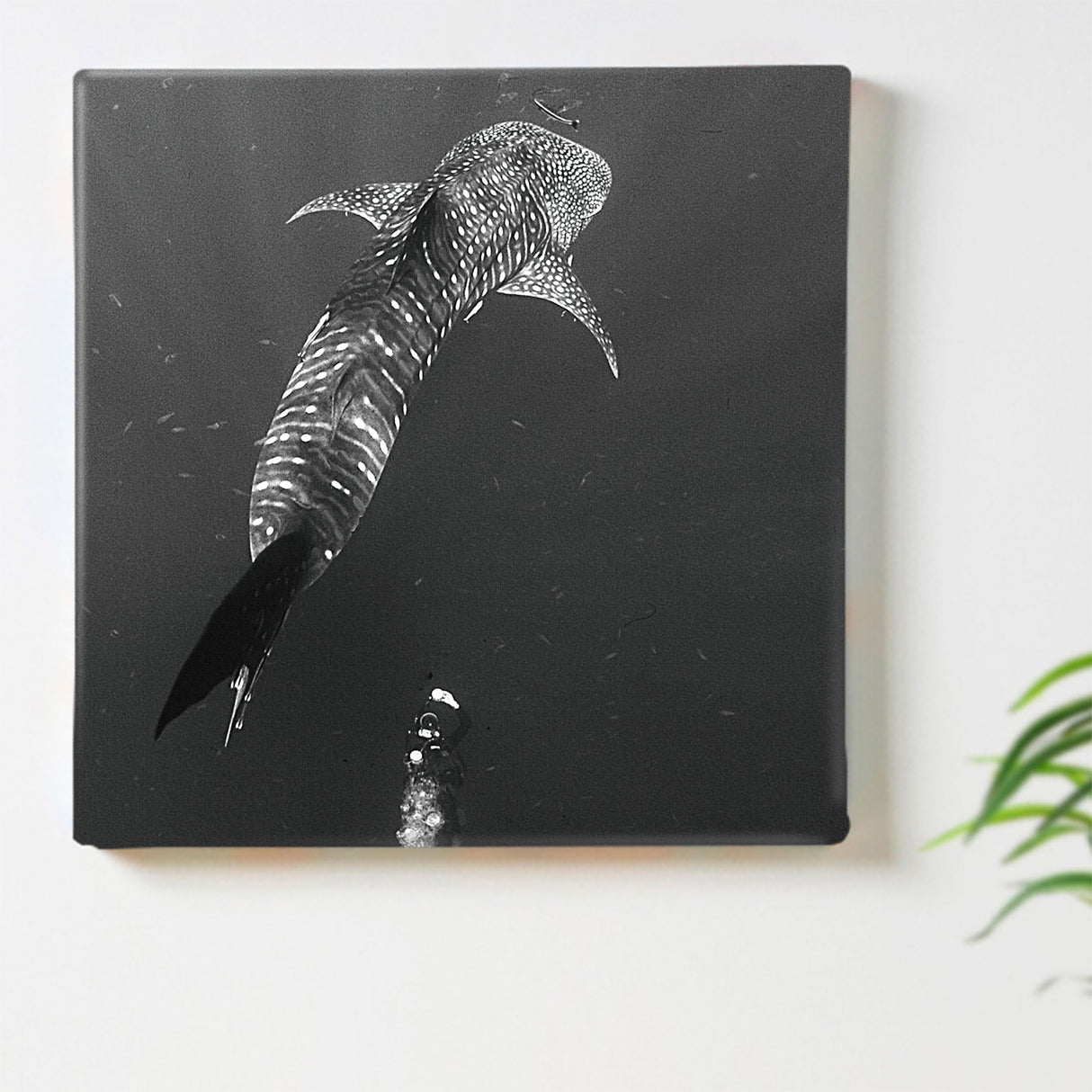 楠哲也氏が撮影したインテリア小物|水中 壁掛け アート kus-0001 - ArtDeli. アートパネル専門店