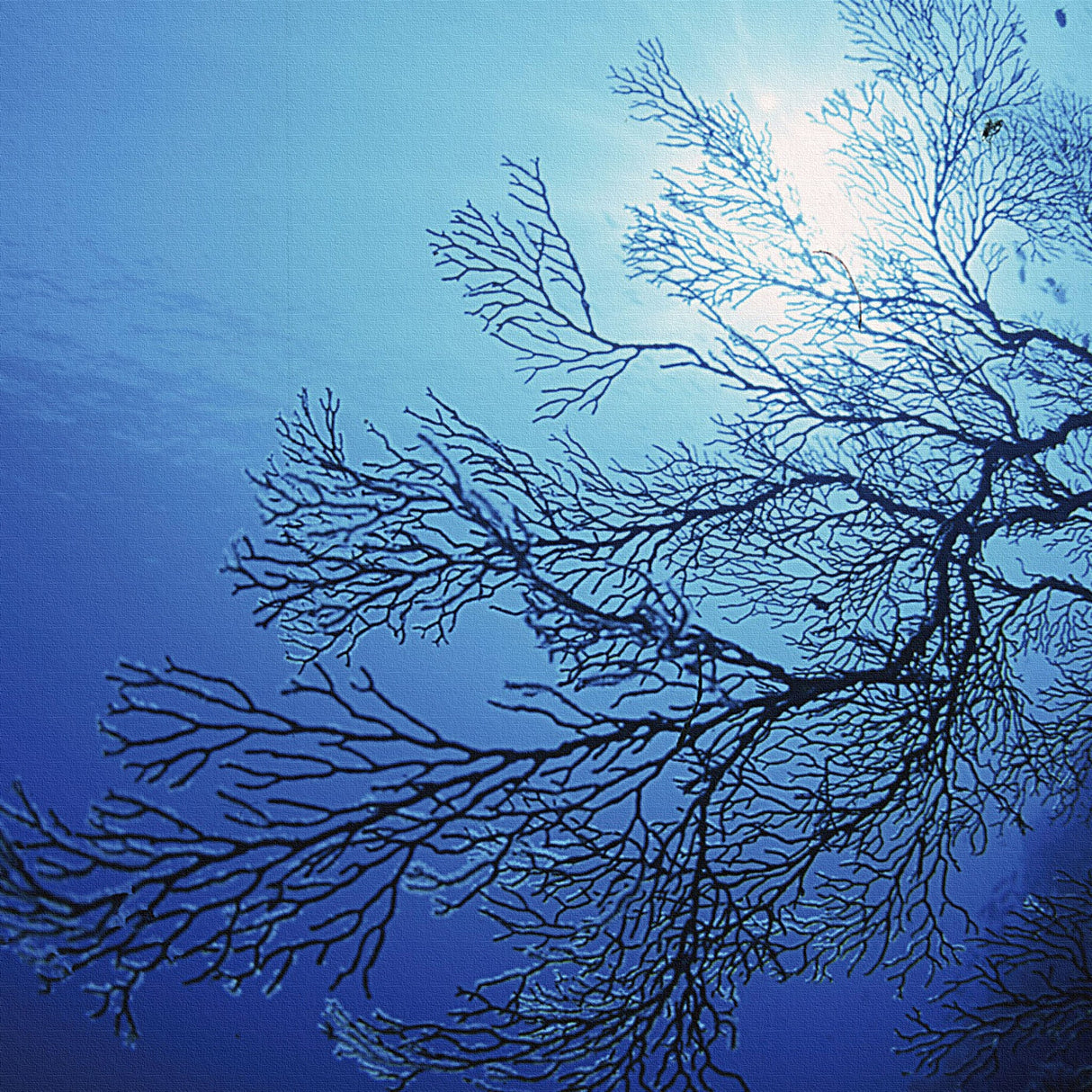 楠哲也氏が撮影したインテリア小物|水中 ポスター アート kus-0003 - ArtDeli. アートパネル専門店