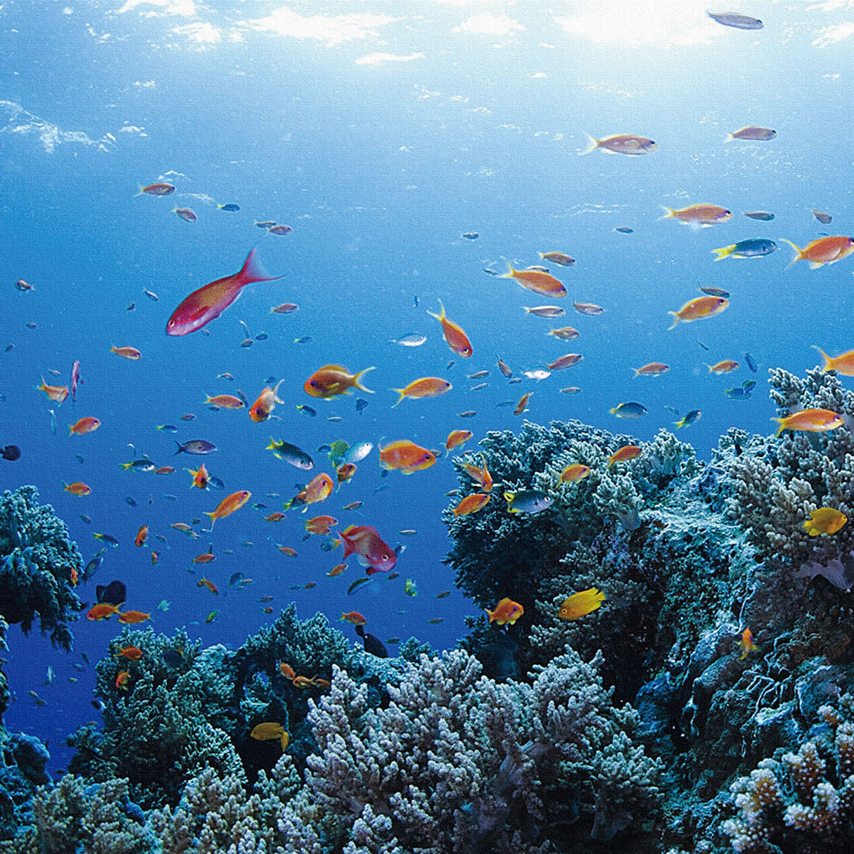 楠哲也氏が撮影したインテリア小物|三陸ボランティア 写真 アート kus-0005 - ArtDeli. アートパネル専門店