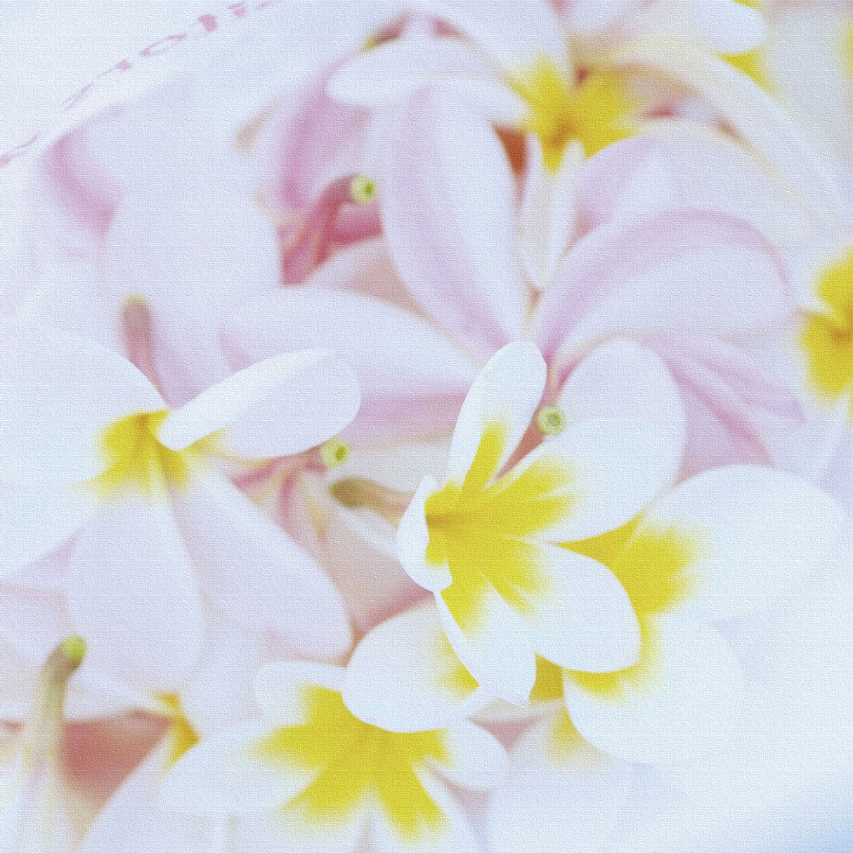 うみカメラマン「むらいさち」のファブリックパネル|花 インテリア 雑貨 mur-0001 - ArtDeli. アートパネル専門店