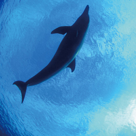 うみカメラマン「むらいさち」のファブリックパネル|イルカ アート 雑貨 mur-0002 - ArtDeli. アートパネル専門店