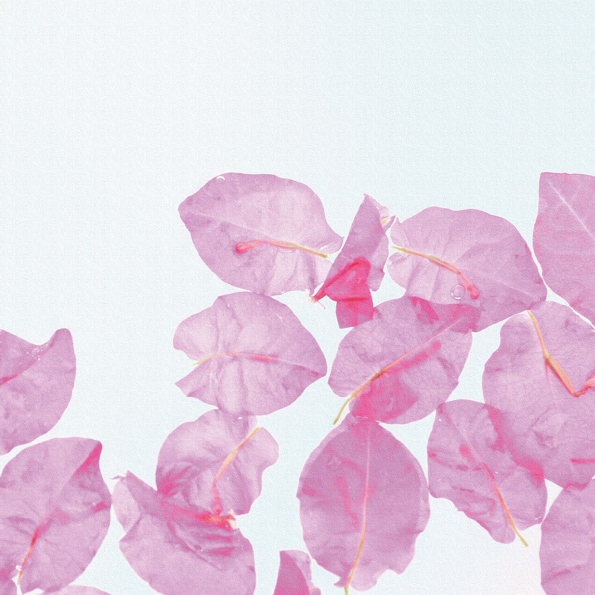 うみカメラマン「むらいさち」のファブリックパネル|花 写真 壁掛け mur-0008 - ArtDeli. アートパネル専門店