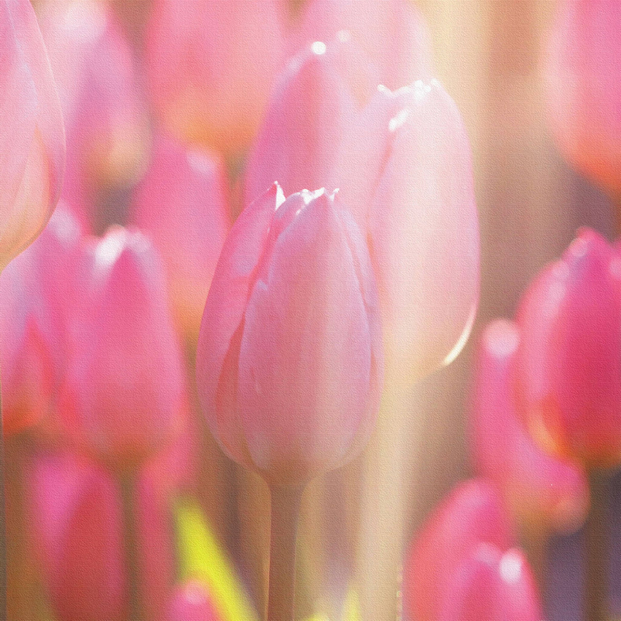 チューリップのファブリックボード インテリア雑貨 アートパネル キャンバス 花 ピンク nori-2005-002 - ArtDeli. アートパネル専門店