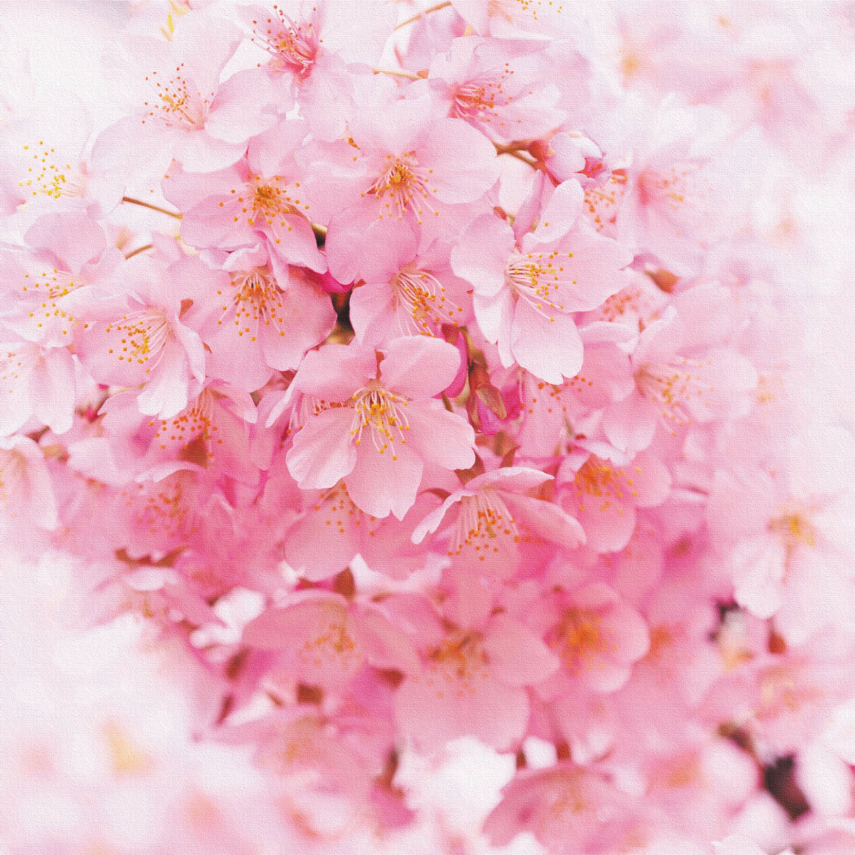 桜のファブリックパネル インテリア雑貨 アートパネル キャンバス 花 ピンク nori-2005-003 - ArtDeli. アートパネル専門店