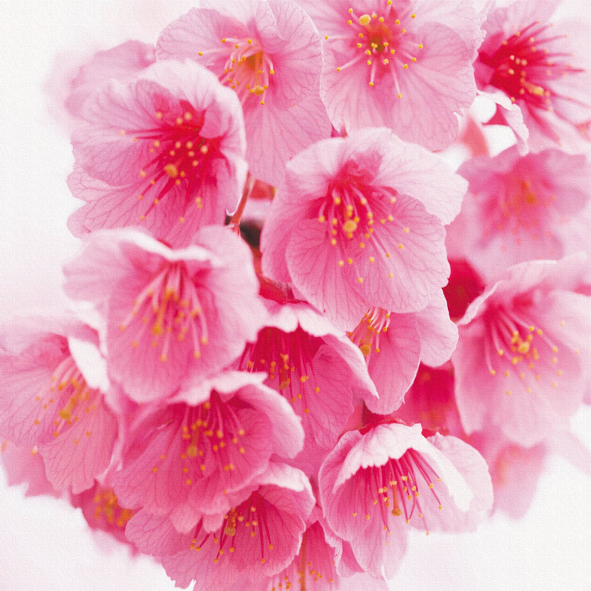 桜のウォールデコ インテリア雑貨 アートパネル キャンバス 花 ピンク nori-2005-004 - ArtDeli. アートパネル専門店