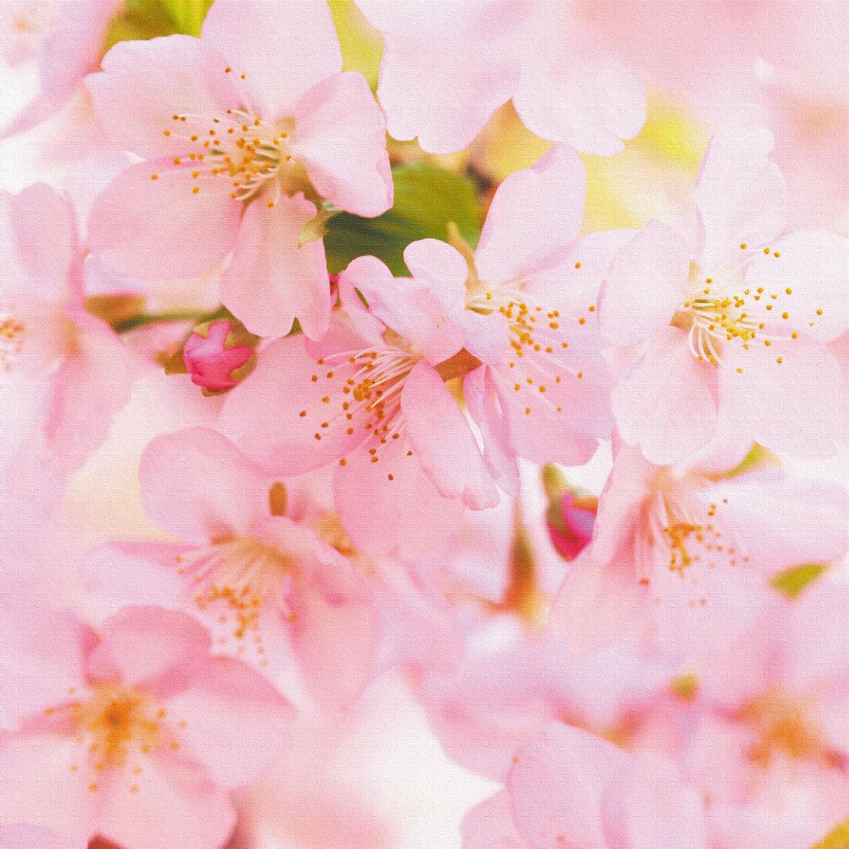 桜のファブリックパネル インテリア雑貨 アートパネル キャンバス 花 ピンク nori-2005-005 - ArtDeli. アートパネル専門店