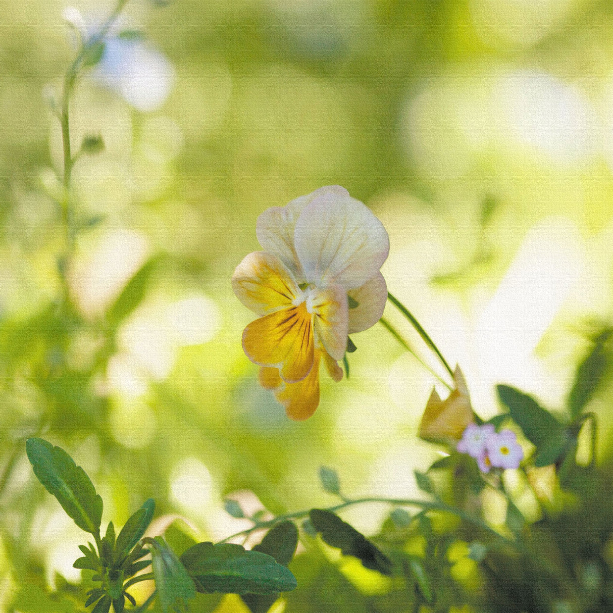 ビオラのアートパネル インテリア雑貨 アートパネル キャンバス 花 グリーン nori-2005-007 - ArtDeli. アートパネル専門店