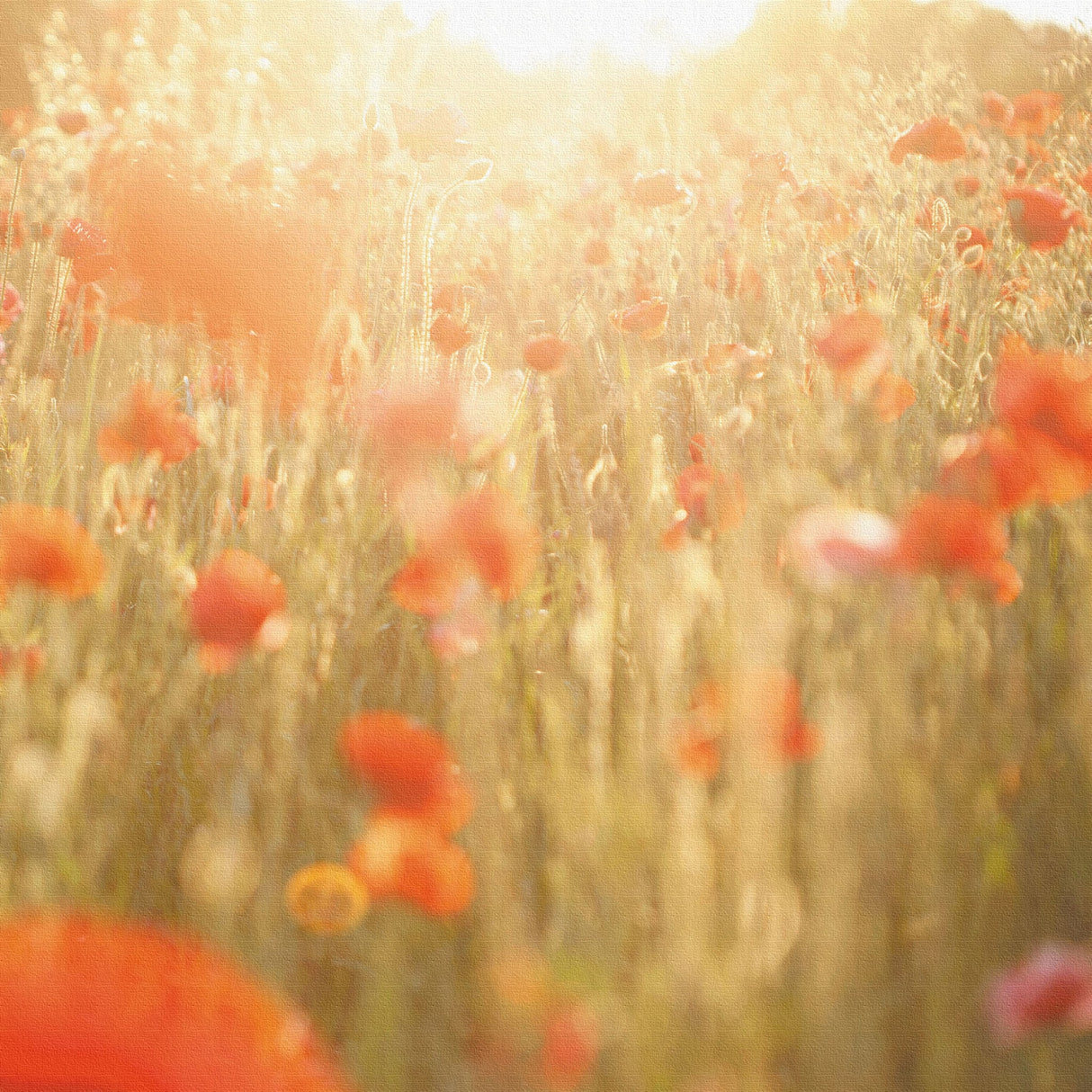 ポピーのファブリックボード インテリア雑貨 アートパネル キャンバス 花 レッド nori-2005-009 - ArtDeli. アートパネル専門店