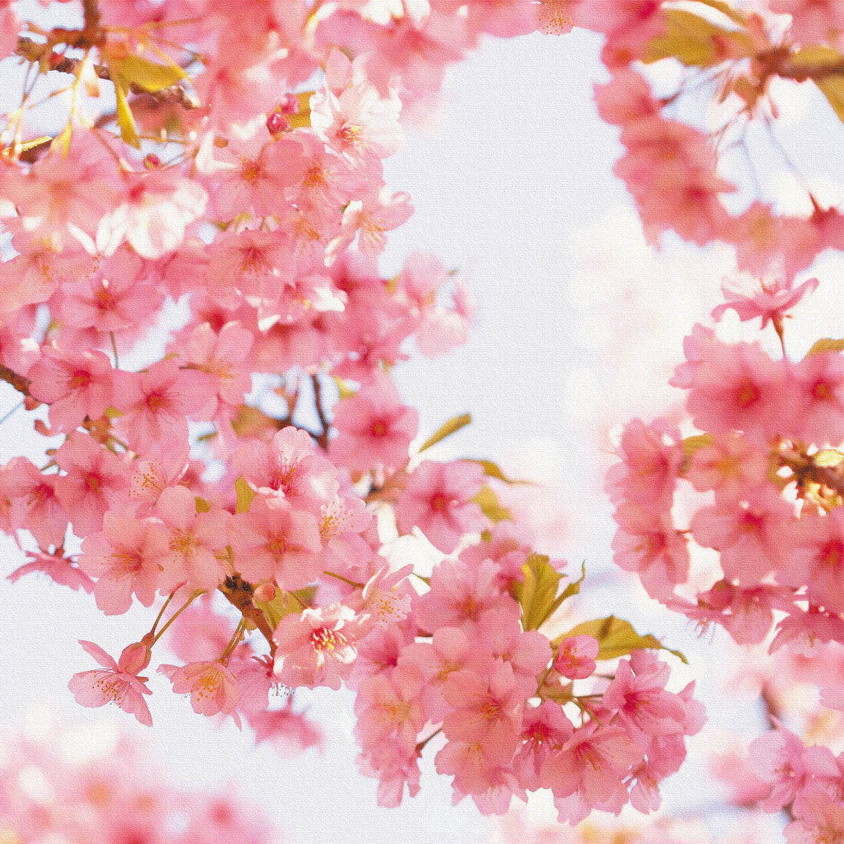 桜のファブリックボード インテリア雑貨 アートパネル キャンバス 花 ピンク nori-2005-010 - ArtDeli. アートパネル専門店