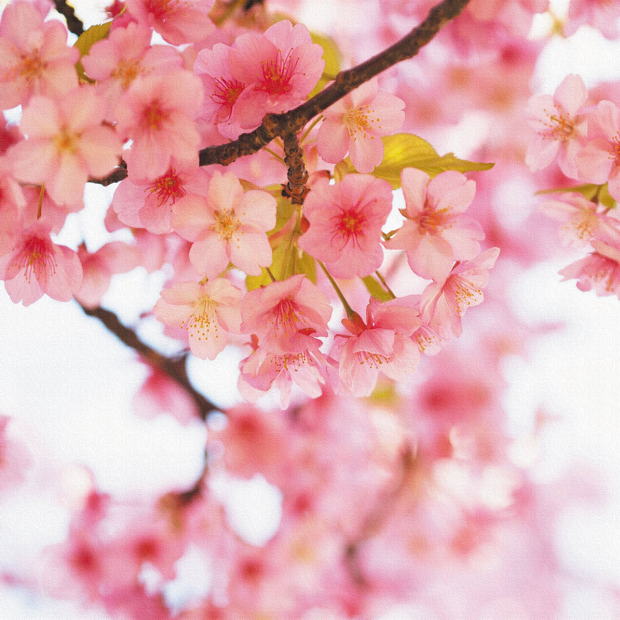 桜のファブリックパネルセット インテリア雑貨 アートパネル キャンバス 花 ピンク nori-2005-011 - ArtDeli. アートパネル専門店