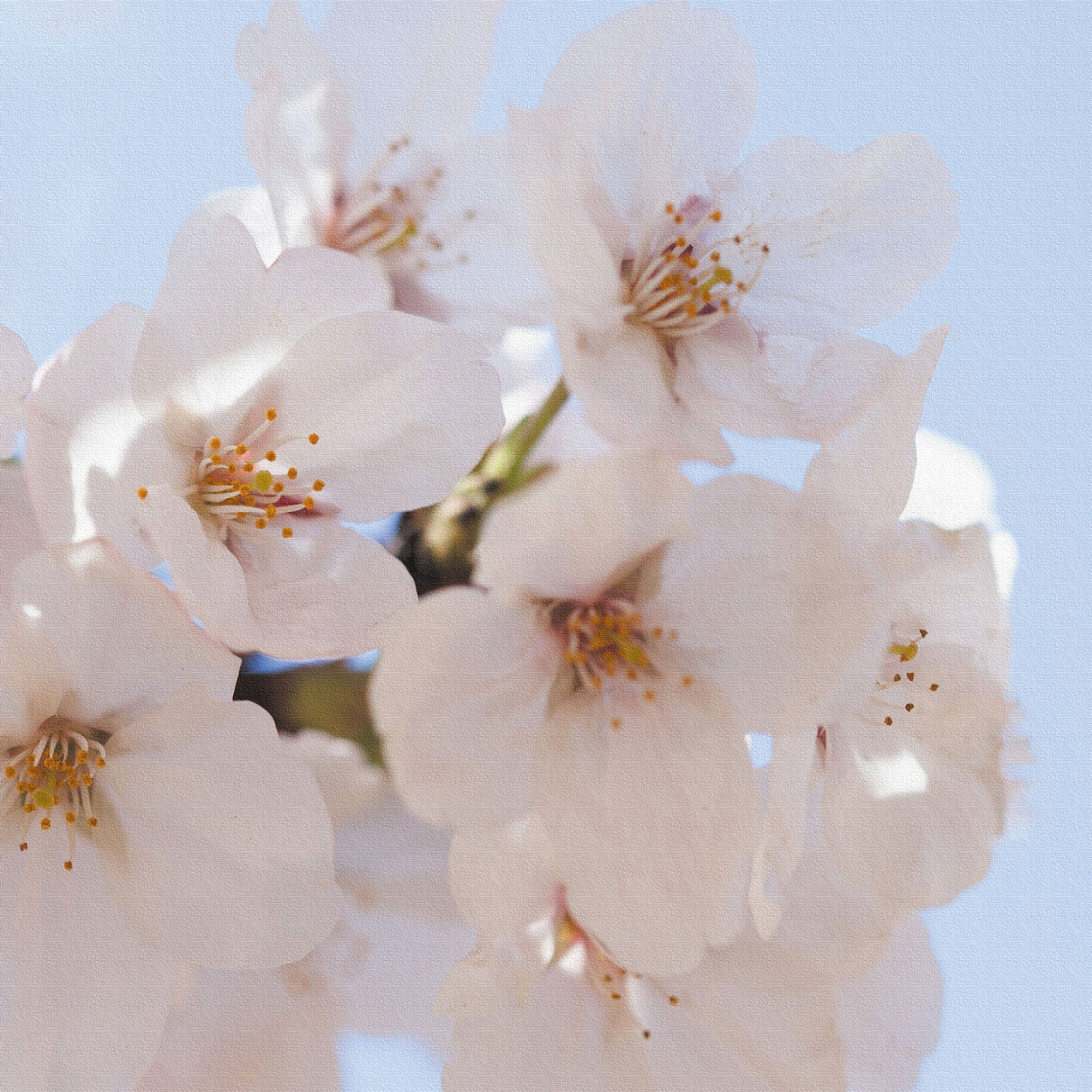 桜のファブリックパネルセット インテリア雑貨 アートパネル キャンバス 花 ホワイト nori-2005-012 - ArtDeli. アートパネル専門店