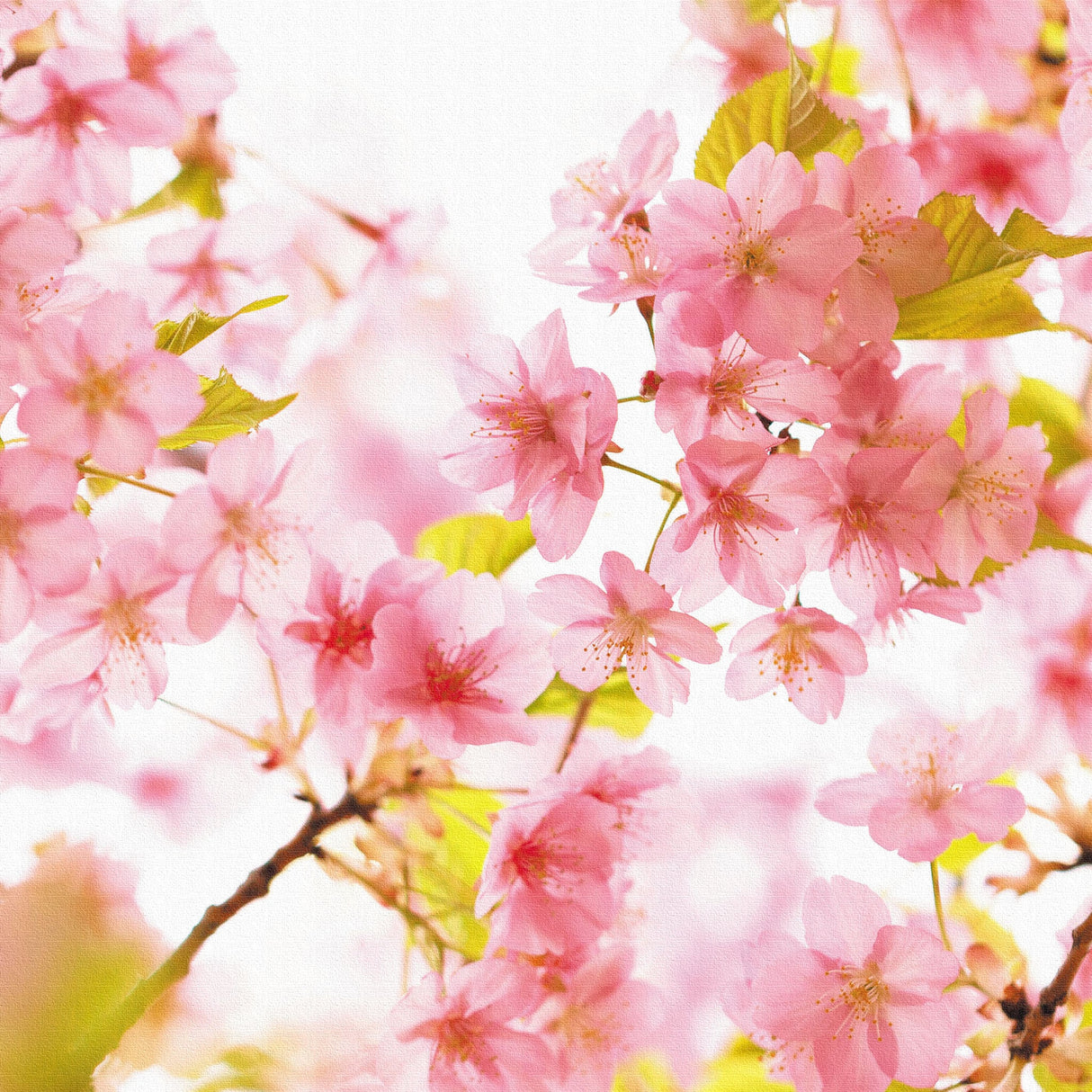 桜のウォールデコセット インテリア雑貨 アートパネル キャンバス 花 ピンク nori-2005-013 - ArtDeli. アートパネル専門店