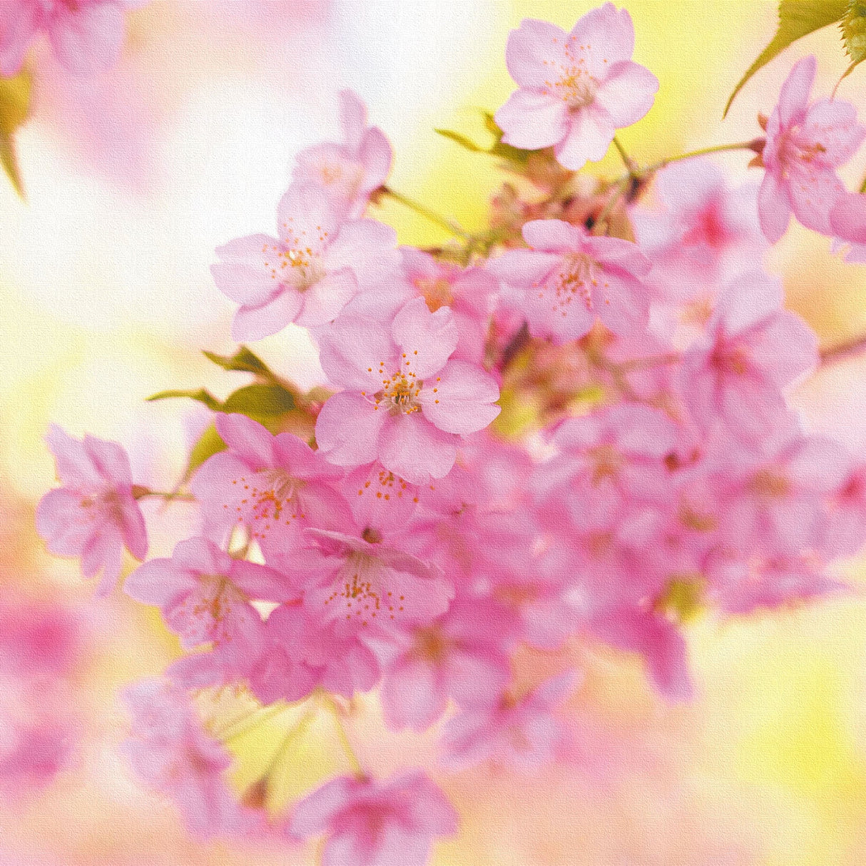 桜のファブリックパネルセット インテリア雑貨 アートパネル キャンバス 花 ピンク nori-2005-014 - ArtDeli. アートパネル専門店