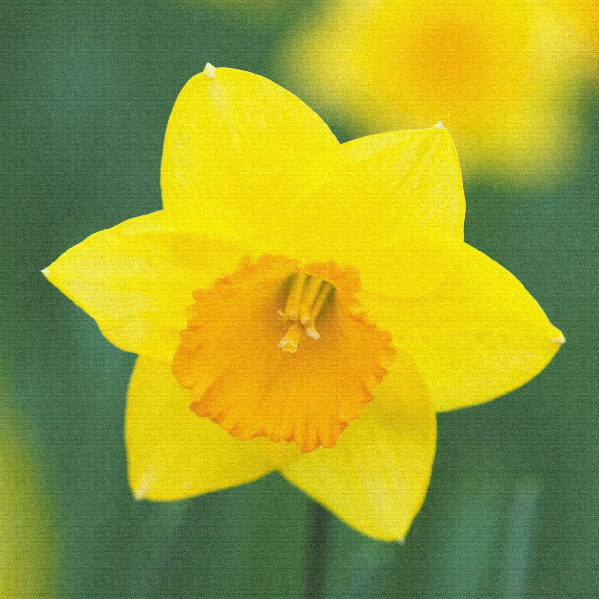 水仙のアートパネルセット インテリア雑貨 アートパネル キャンバス 花 イエロー nori-2005-015 - ArtDeli. アートパネル専門店