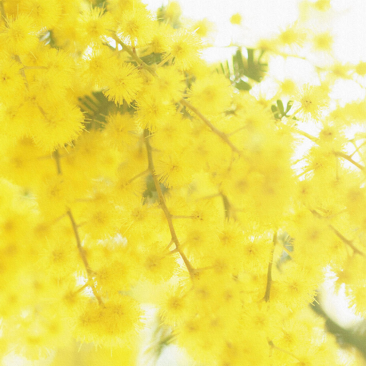 ミモザの壁掛けアートセット インテリア雑貨 アートパネル キャンバス 花 イエロー nori-2005-016 - ArtDeli. アートパネル専門店