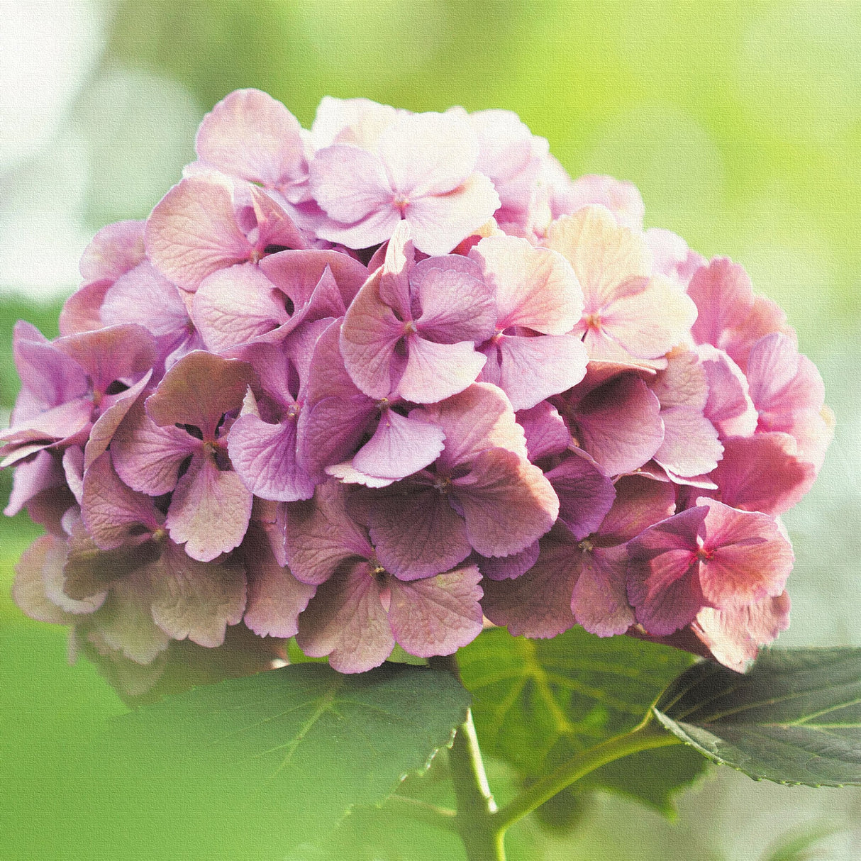 アジサイの壁掛けアートセット インテリア雑貨 アートパネル キャンバス 花 パープル nori-2005-017 - ArtDeli. アートパネル専門店