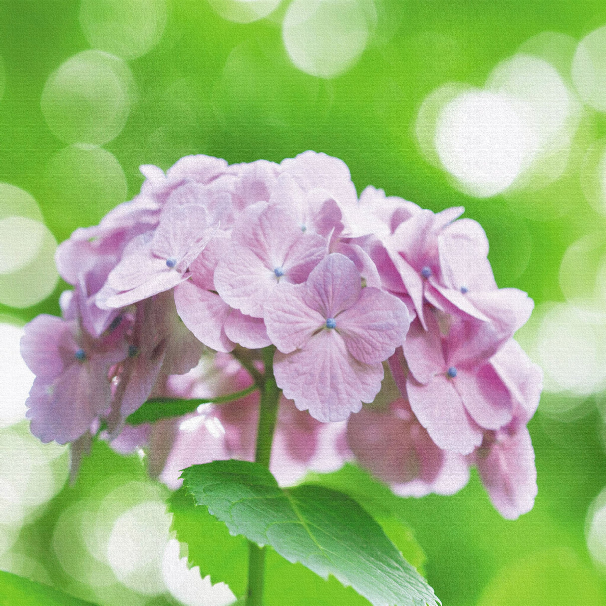 アジサイのファブリックボードセット インテリア雑貨 アートパネル キャンバス 花 パープル nori-2005-019 - ArtDeli. アートパネル専門店