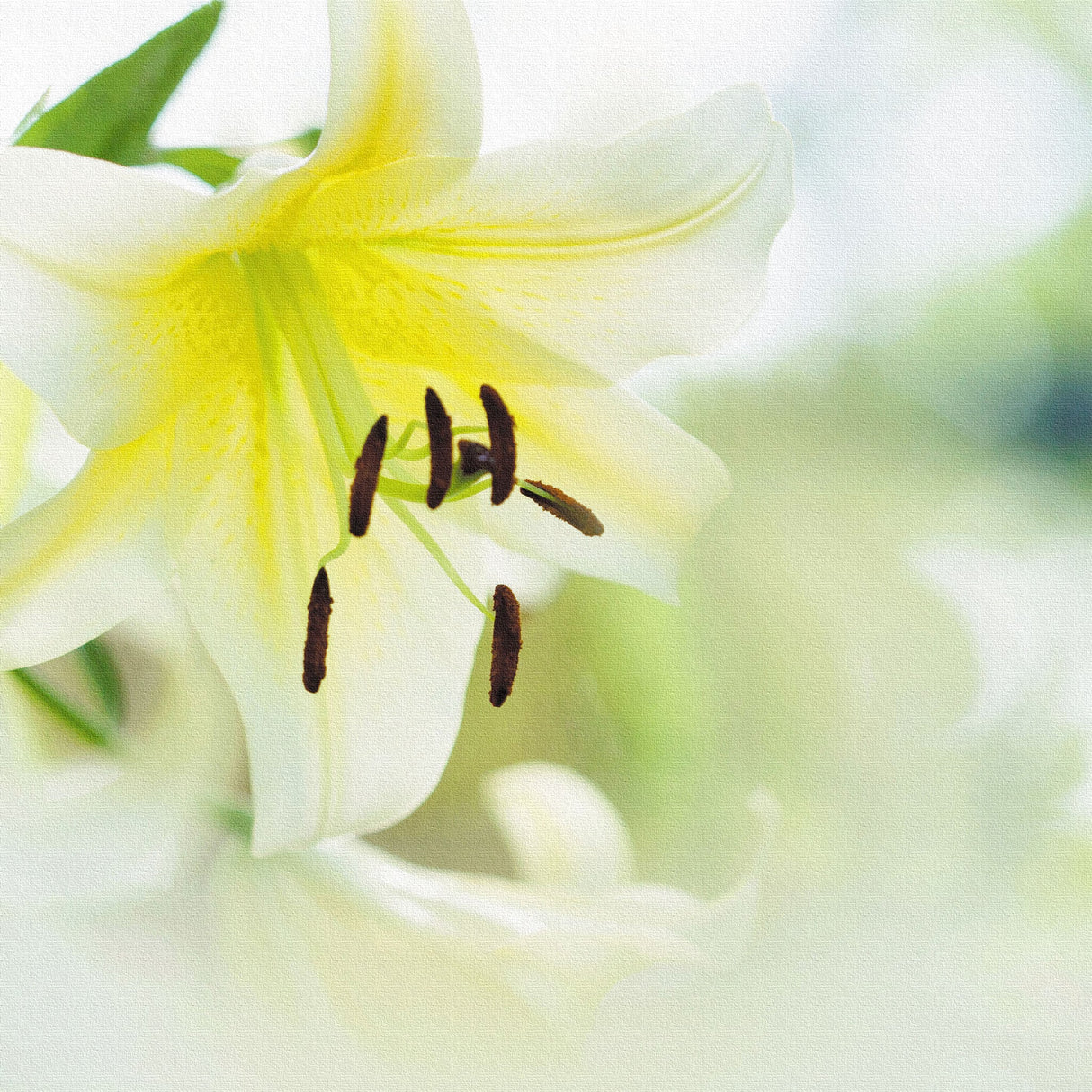 ユリのファブリックパネルセット インテリア雑貨 アートパネル キャンバス 花 ホワイト nori-2005-020 - ArtDeli. アートパネル専門店