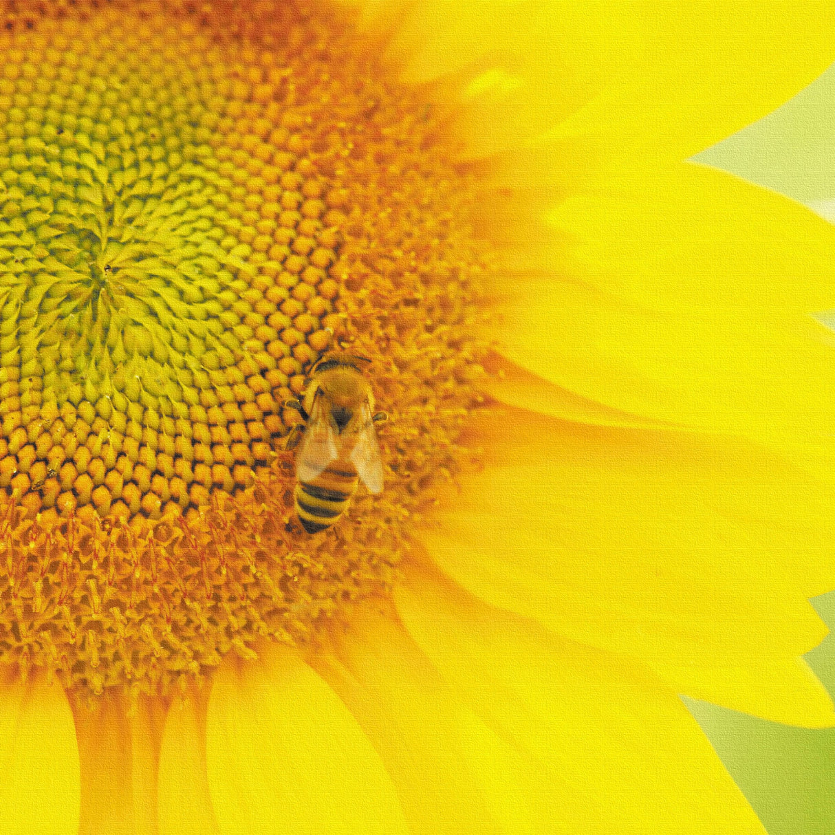 ヒマワリのファブリックパネルセット インテリア雑貨 アートパネル キャンバス 花 イエロー nori-2005-021 - ArtDeli. アートパネル専門店