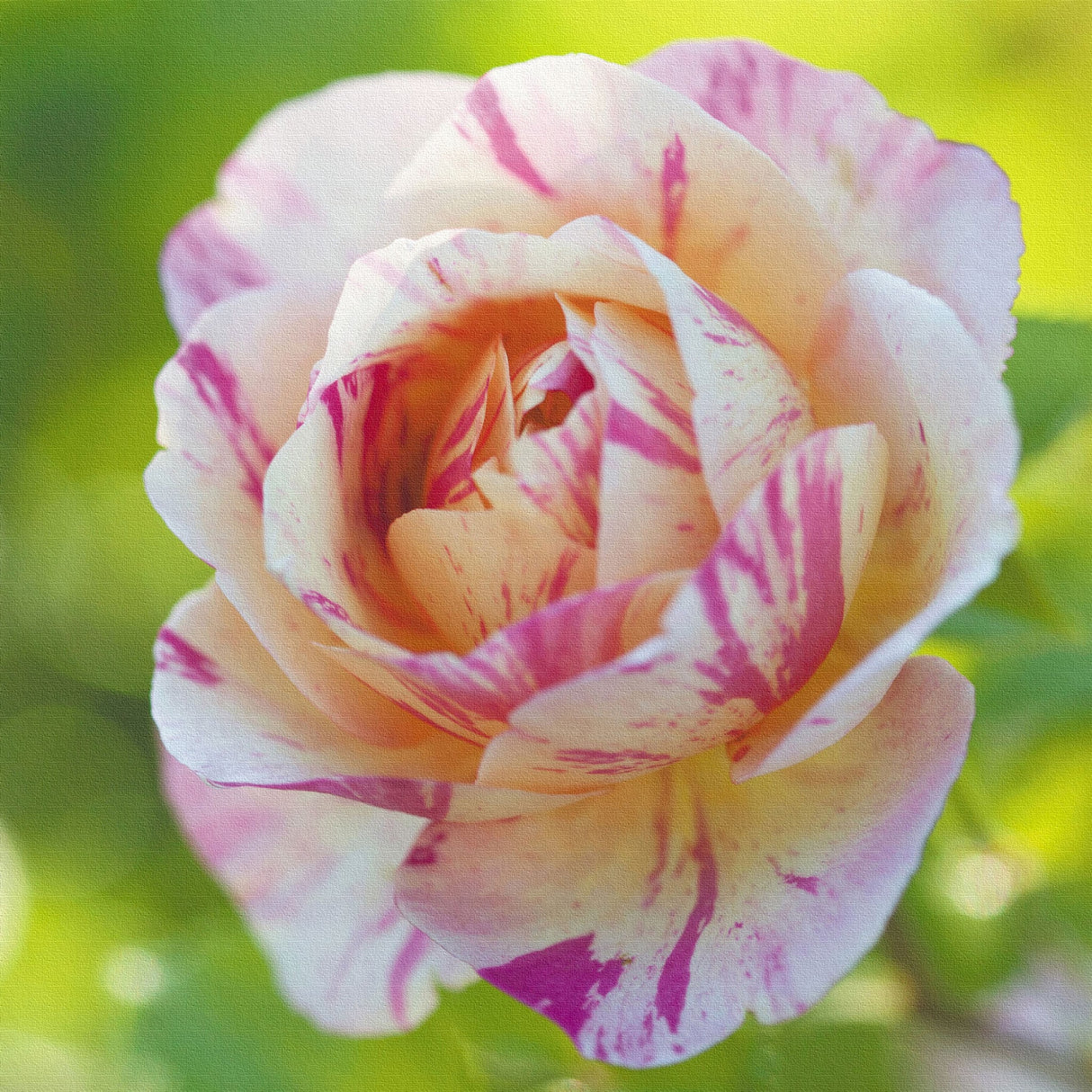 バラのファブリックパネルセット インテリア雑貨 アートパネル キャンバス 花 ピンク nori-2005-022 - ArtDeli. アートパネル専門店