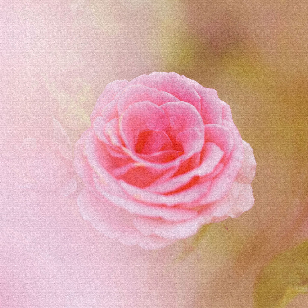 バラの壁掛けアートセット インテリア雑貨 アートパネル キャンバス 花 ピンク nori-2005-024 - ArtDeli. アートパネル専門店