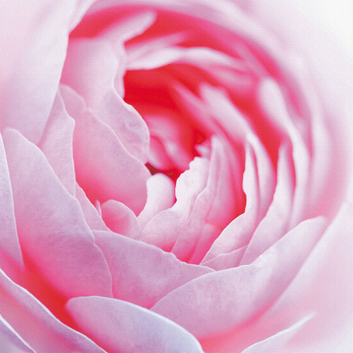 バラのファブリックボードセット インテリア雑貨 アートパネル キャンバス 花 ピンク nori-2005-025 - ArtDeli. アートパネル専門店