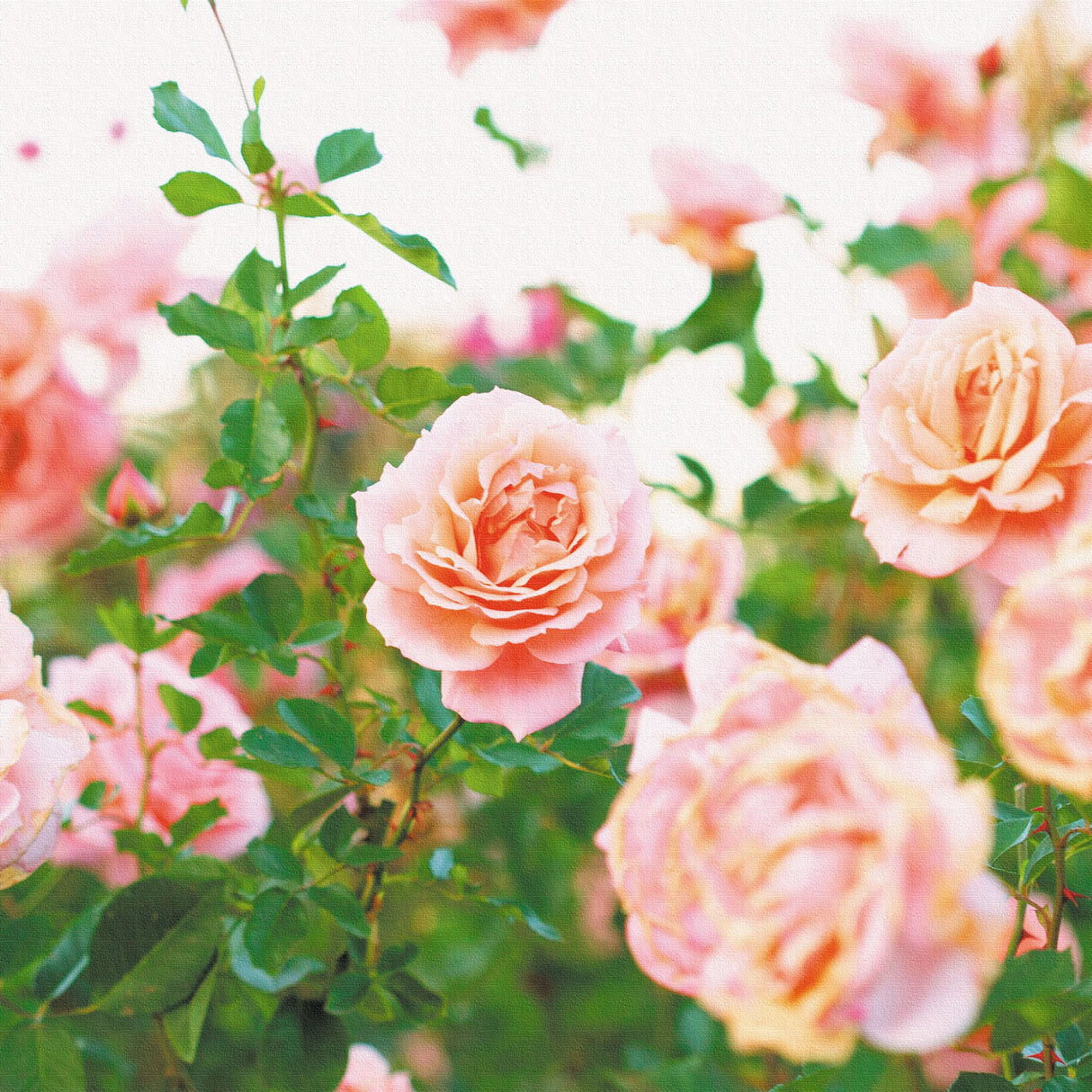 バラのファブリックボードセット インテリア雑貨 アートパネル キャンバス 花 ピンク nori-2005-026 - ArtDeli. アートパネル専門店