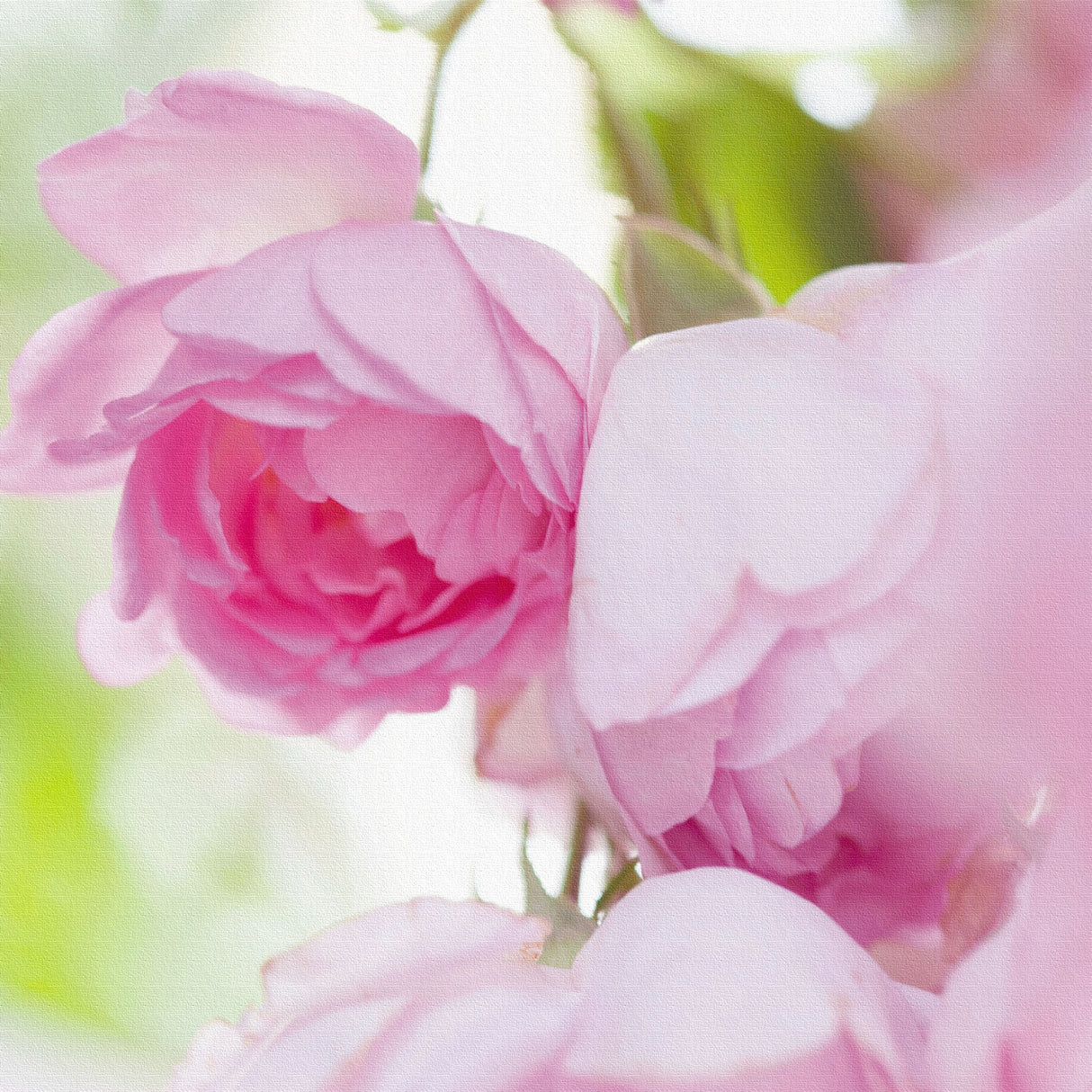 バラのファブリックパネルセット インテリア雑貨 アートパネル キャンバス 花 ピンク nori-2005-027 - ArtDeli. アートパネル専門店