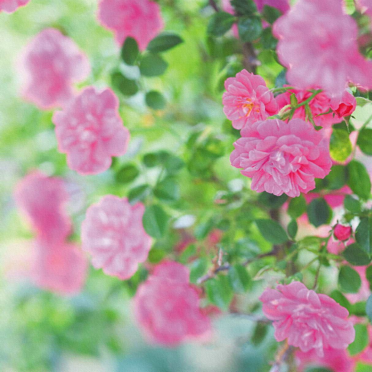 バラのウォールデコセット インテリア雑貨 アートパネル キャンバス 花 ピンク nori-2005-029 - ArtDeli. アートパネル専門店