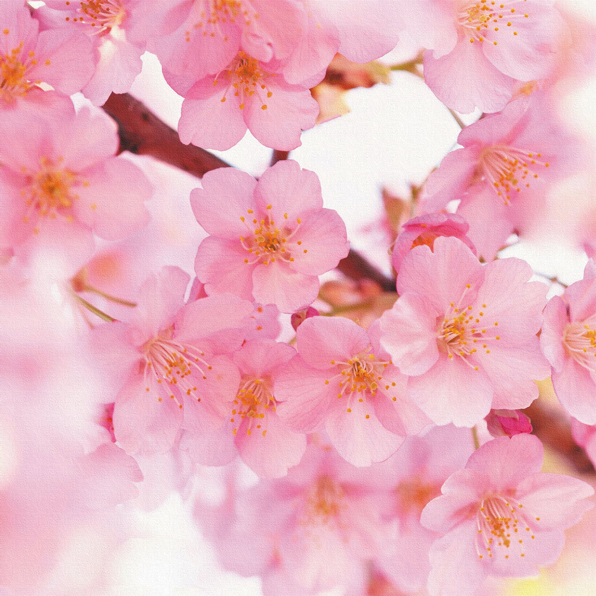 桜のファブリックパネルセット インテリア雑貨 アートパネル キャンバス 花 ピンク nori-2005-030 - ArtDeli. アートパネル専門店