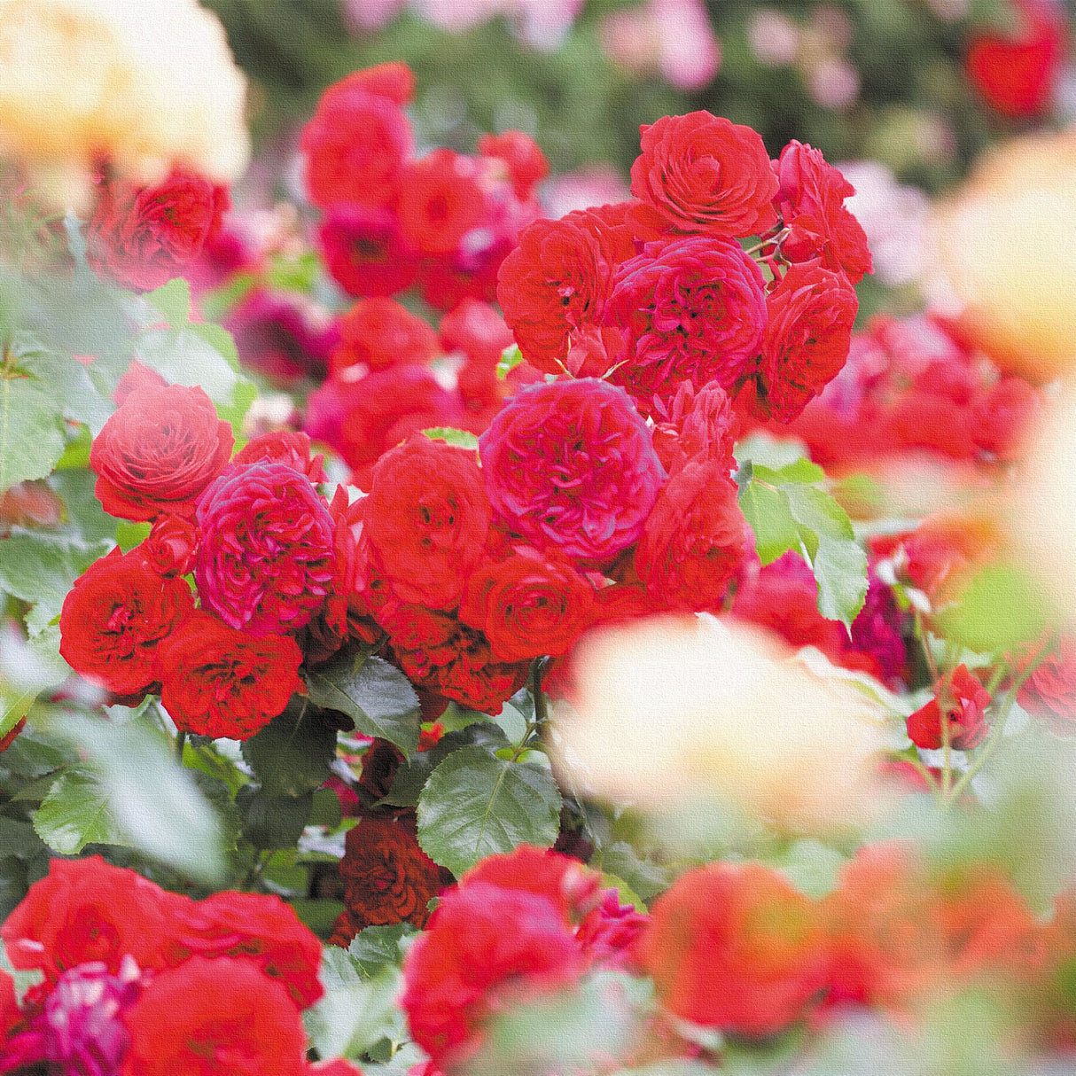 バラの壁掛けアートセット インテリア雑貨 アートパネル キャンバス 花 レッド nori-2005-032 - ArtDeli. アートパネル専門店