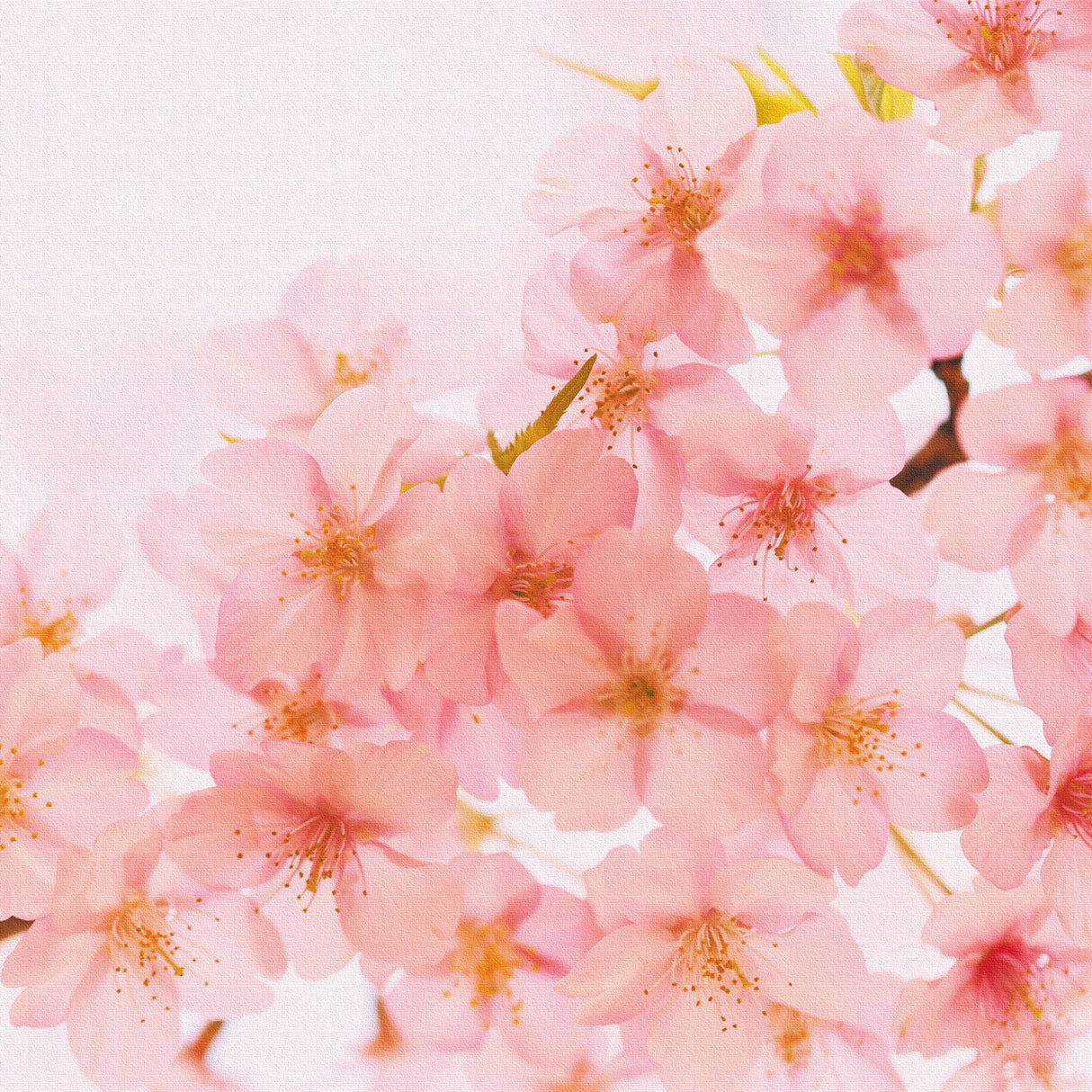 桜の壁掛けアートセット インテリア雑貨 アートパネル キャンバス 花 ピンク nori-2005-033 - ArtDeli. アートパネル専門店