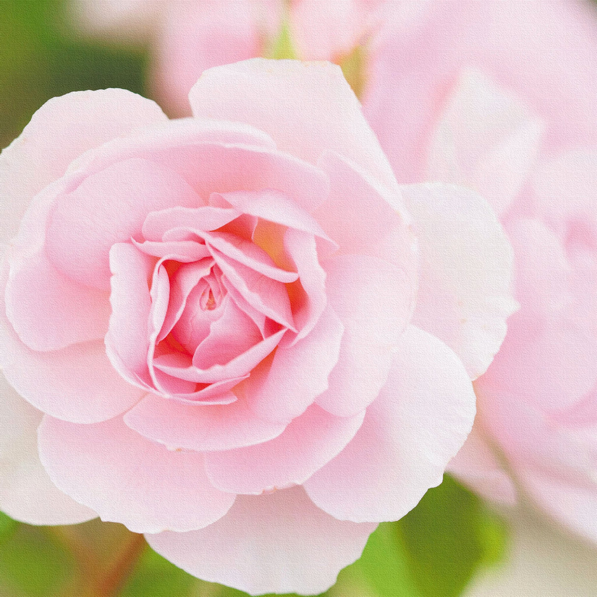 バラのファブリックボードセット インテリア雑貨 アートパネル キャンバス 花 ピンク nori-2005-035 - ArtDeli. アートパネル専門店