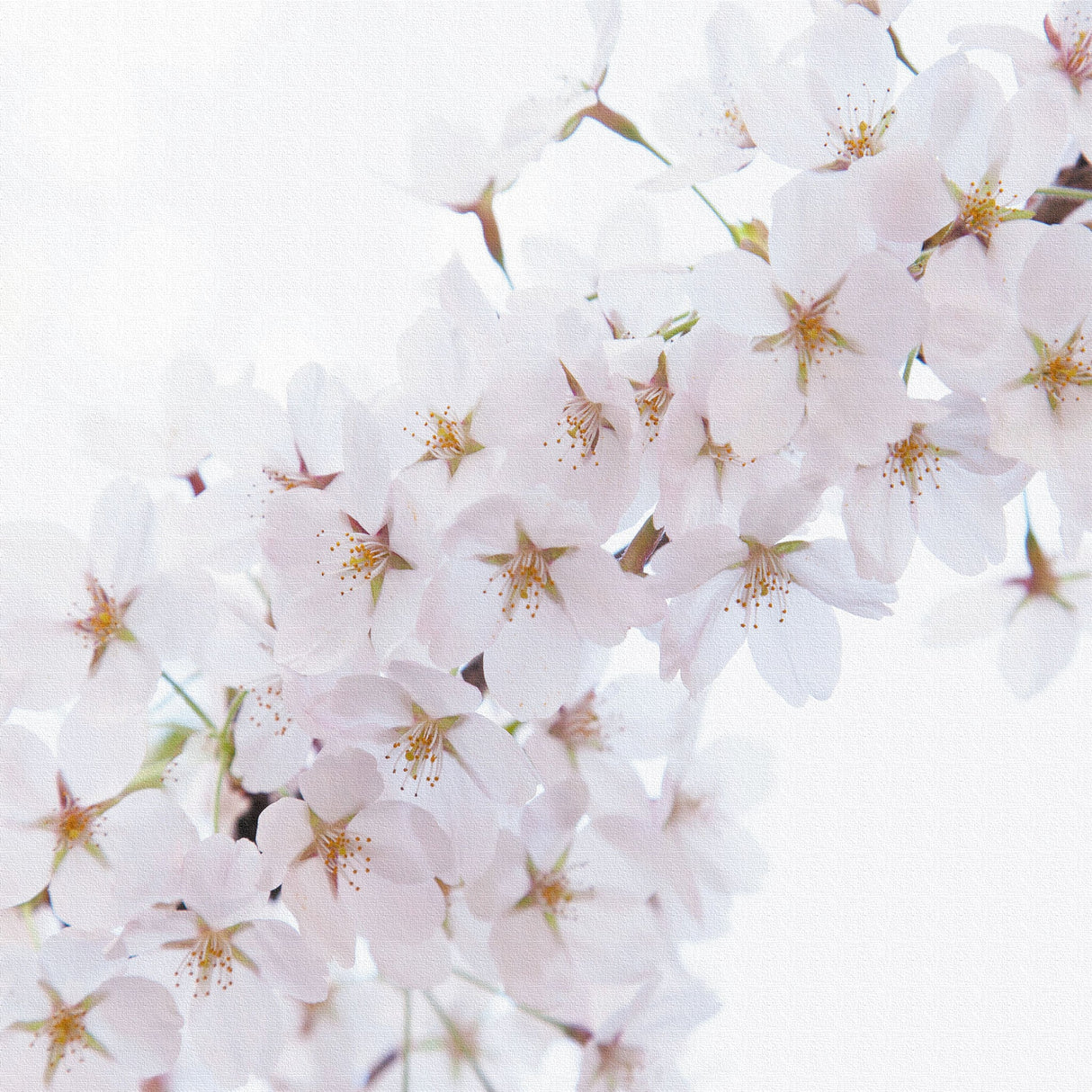 桜のファブリックパネルセット インテリア雑貨 アートパネル キャンバス 花 ホワイト nori-2005-036 - ArtDeli. アートパネル専門店