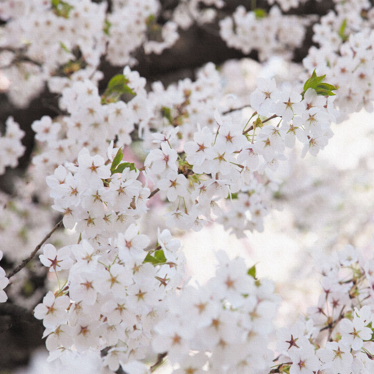 桜のファブリックパネルセット インテリア雑貨 アートパネル キャンバス 花 ホワイト nori-2005-037 - ArtDeli. アートパネル専門店