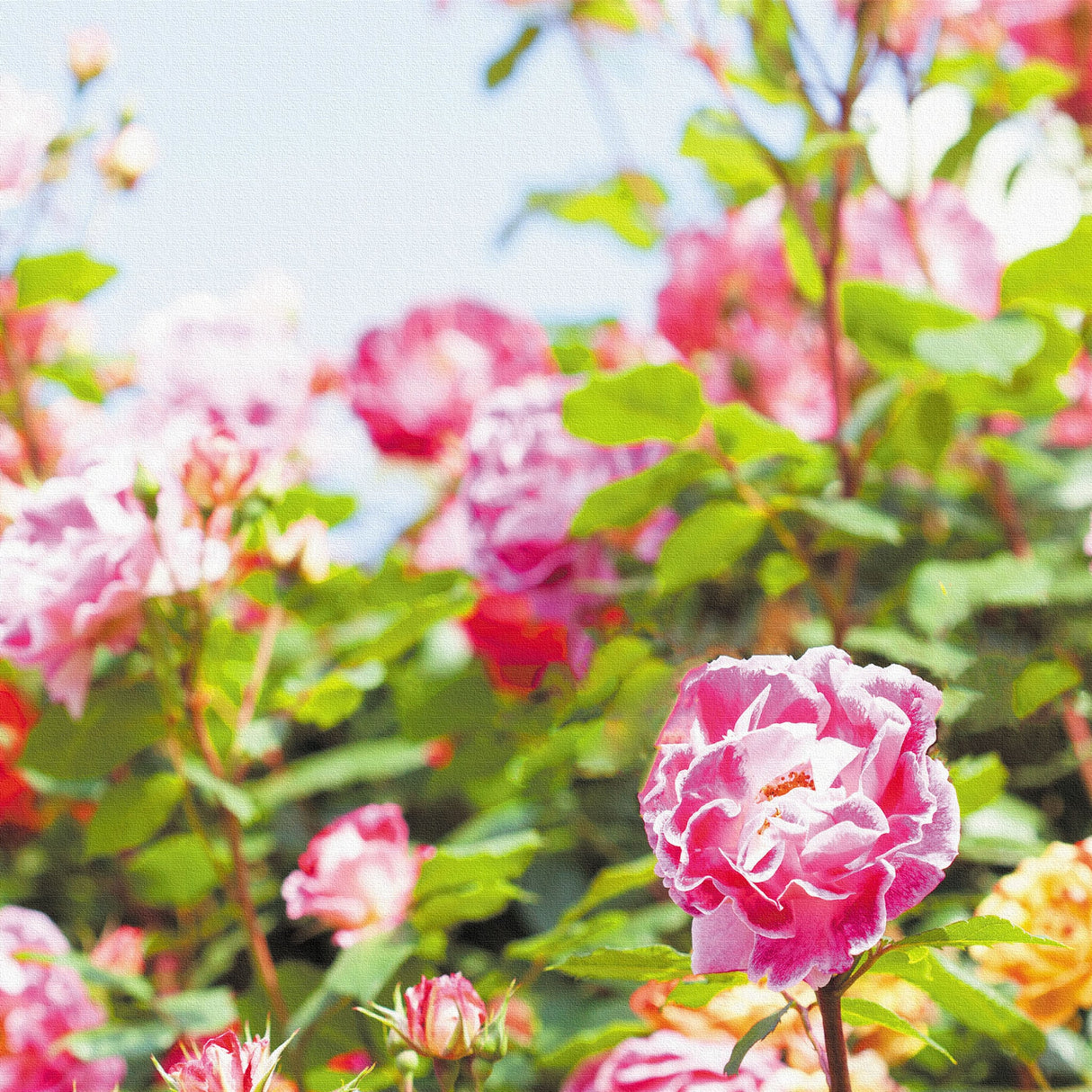 バラのアートパネルセット インテリア雑貨 アートパネル キャンバス 花 グリーン nori-2005-038 - ArtDeli. アートパネル専門店