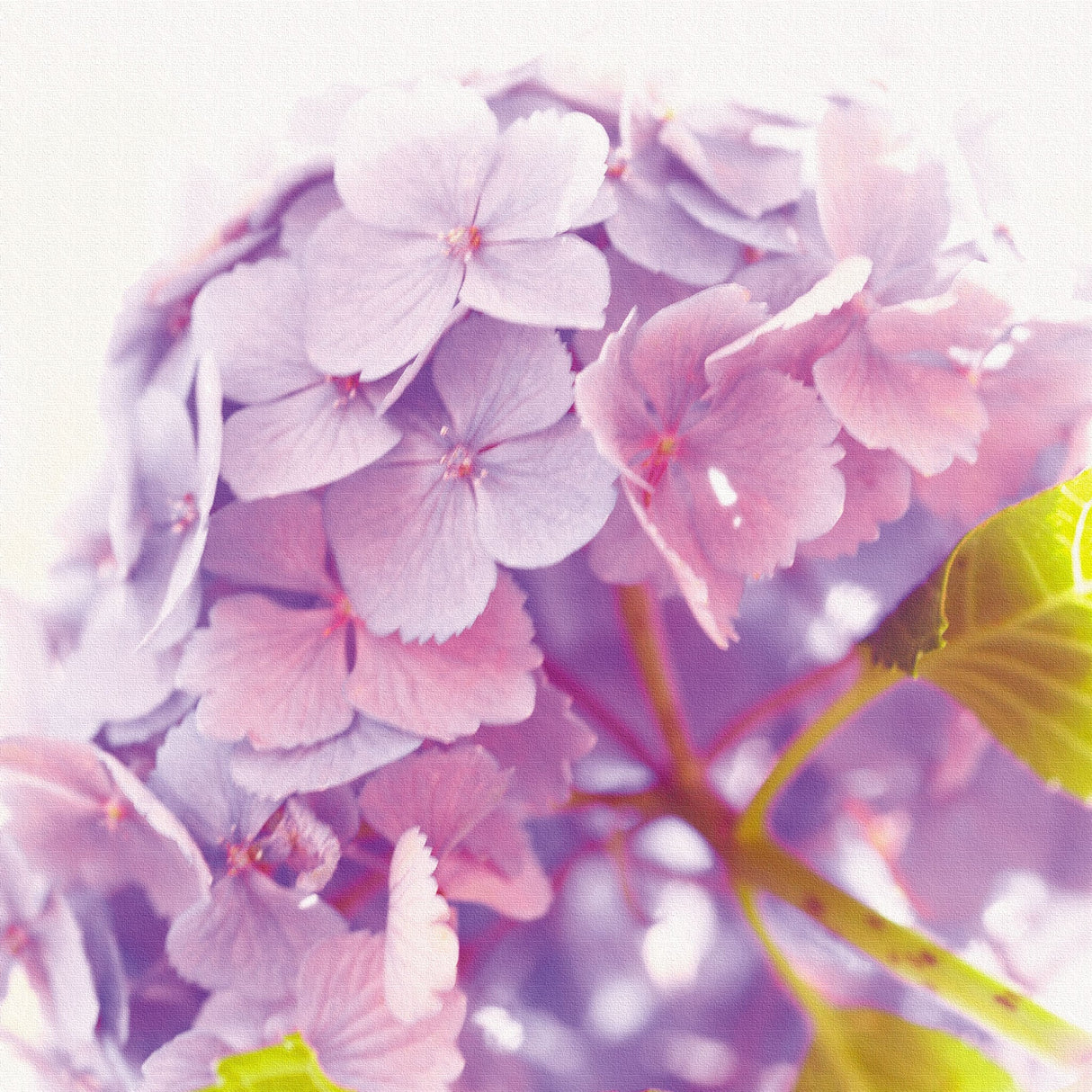 アジサイの壁掛けアートセット インテリア雑貨 アートパネル キャンバス 花 パープル nori-2005-039 - ArtDeli. アートパネル専門店