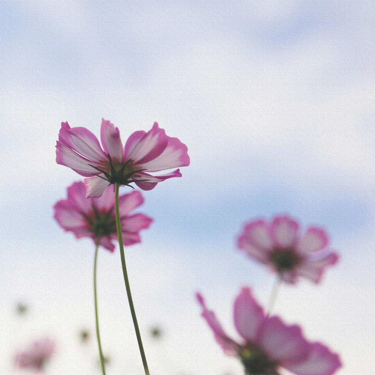 コスモスのファブリックボードセット インテリア雑貨 アートパネル キャンバス 花 ブルー nori-2005-041 - ArtDeli. アートパネル専門店