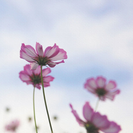 コスモスのファブリックボードセット インテリア雑貨 アートパネル キャンバス 花 ブルー nori-2005-041 - ArtDeli. アートパネル専門店